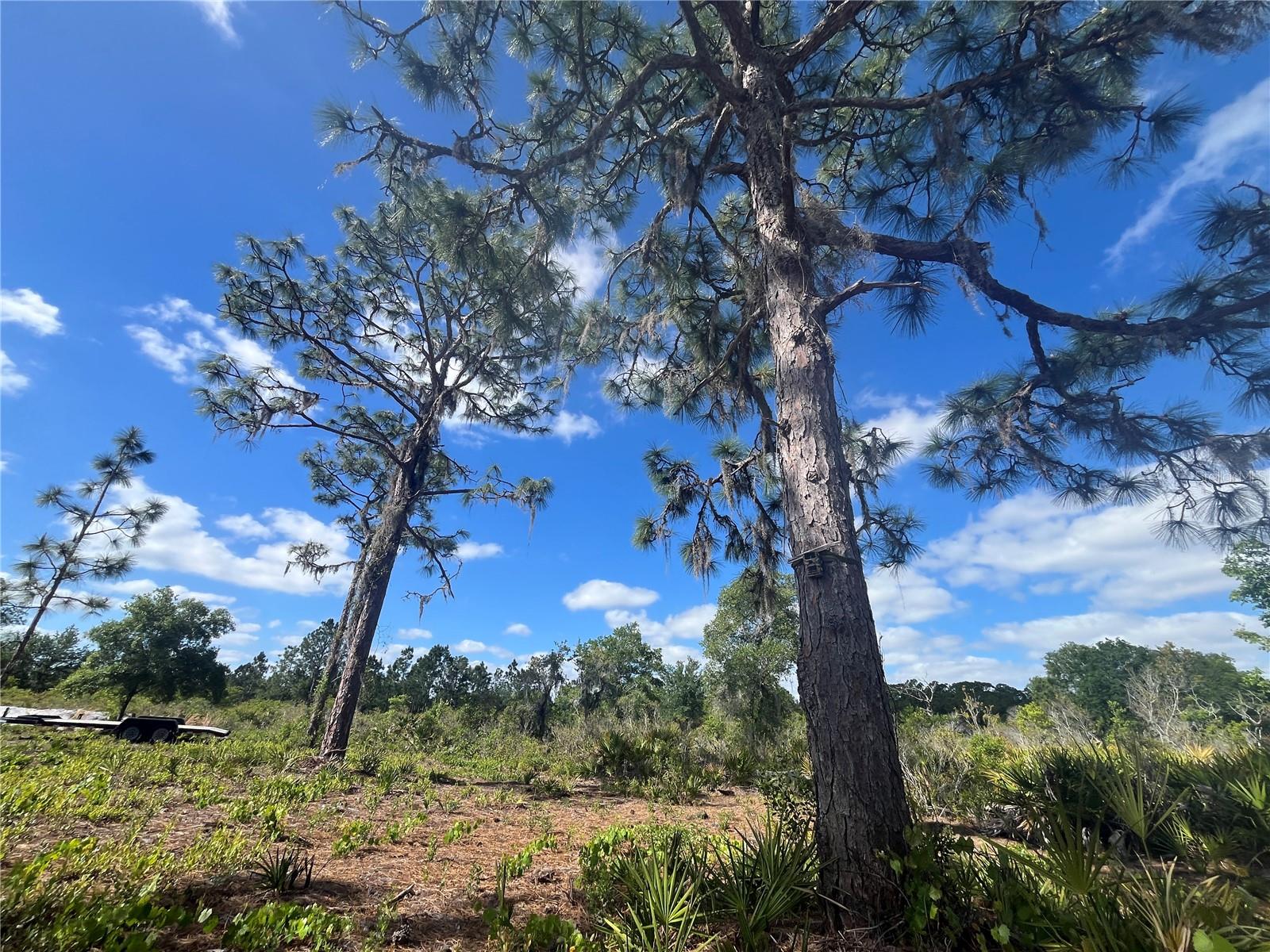 FAZZINI DR, FROSTPROOF, FL, 33843