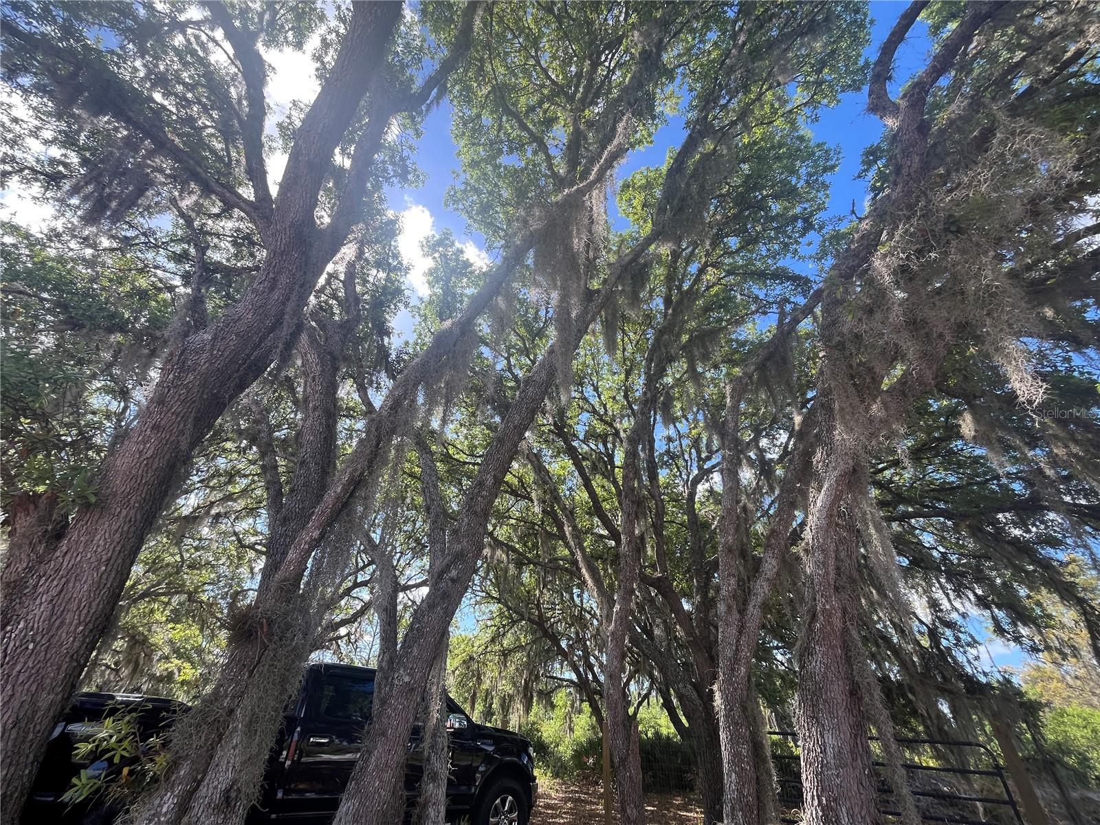 FAZZINI DR, FROSTPROOF, FL, 33843