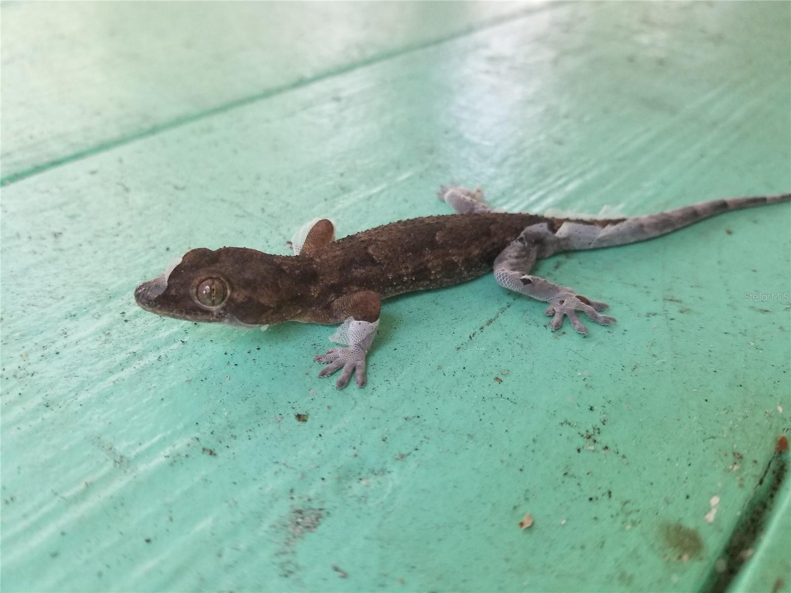 1720 FOSSIL DR, ENGLEWOOD, FL, 34223