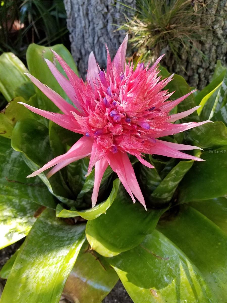 1720 FOSSIL DR, ENGLEWOOD, FL, 34223