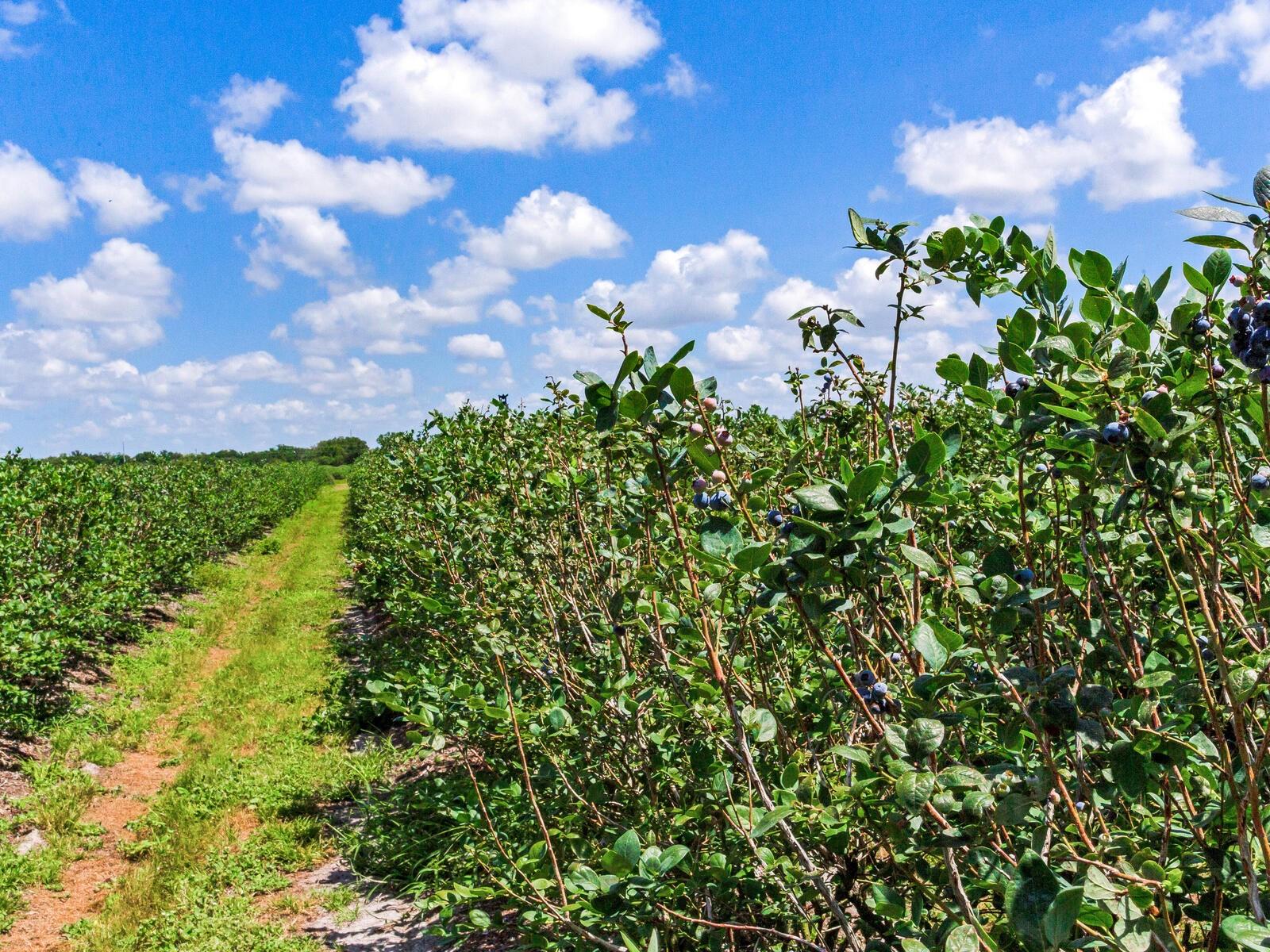 3674 E STATE ROAD 64, ZOLFO SPRINGS, FL, 33890