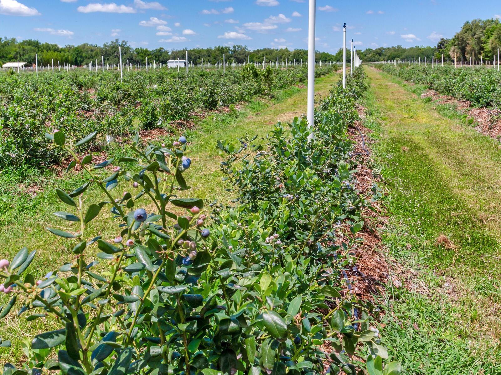 3674 E STATE ROAD 64, ZOLFO SPRINGS, FL, 33890