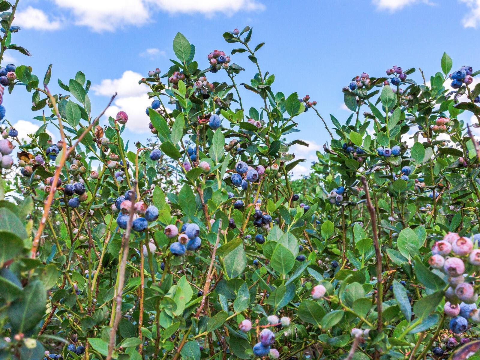 3674 E STATE ROAD 64, ZOLFO SPRINGS, FL, 33890