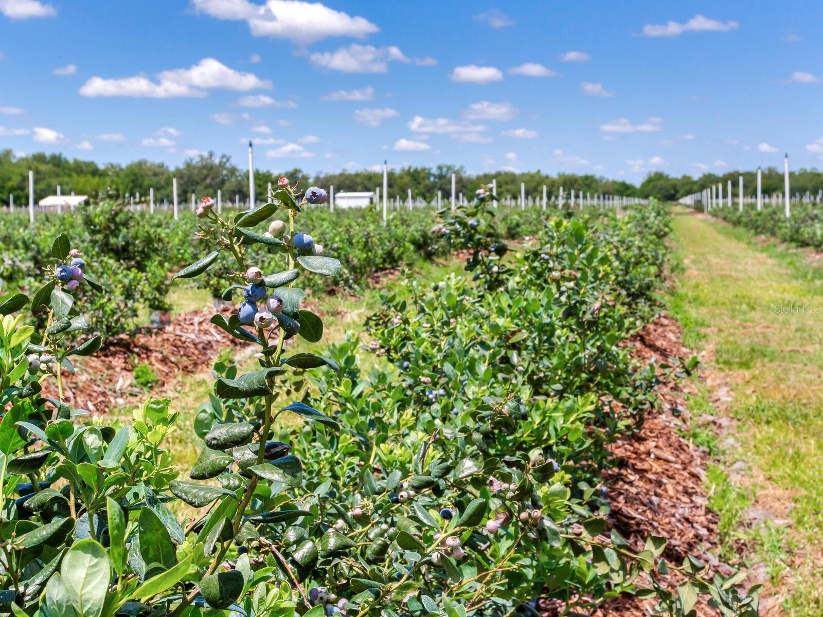 3674 E STATE ROAD 64, ZOLFO SPRINGS, FL, 33890