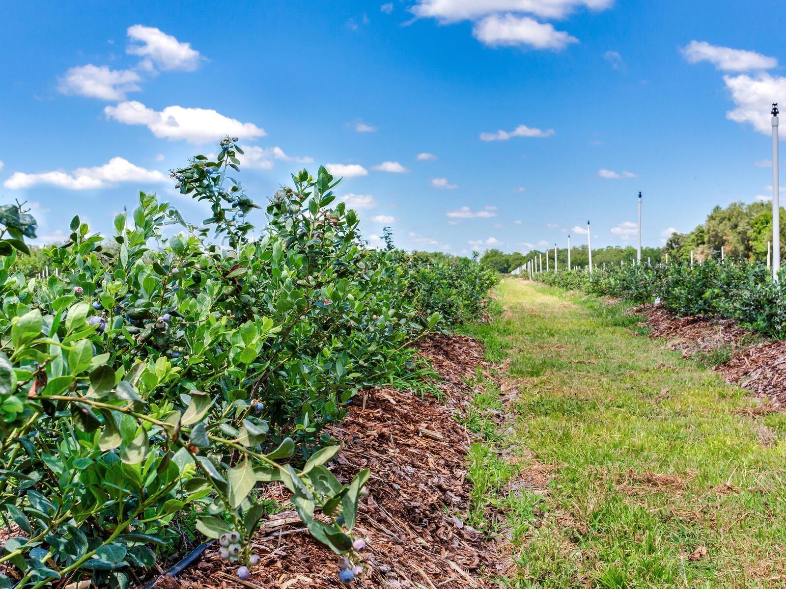 3674 E STATE ROAD 64, ZOLFO SPRINGS, FL, 33890