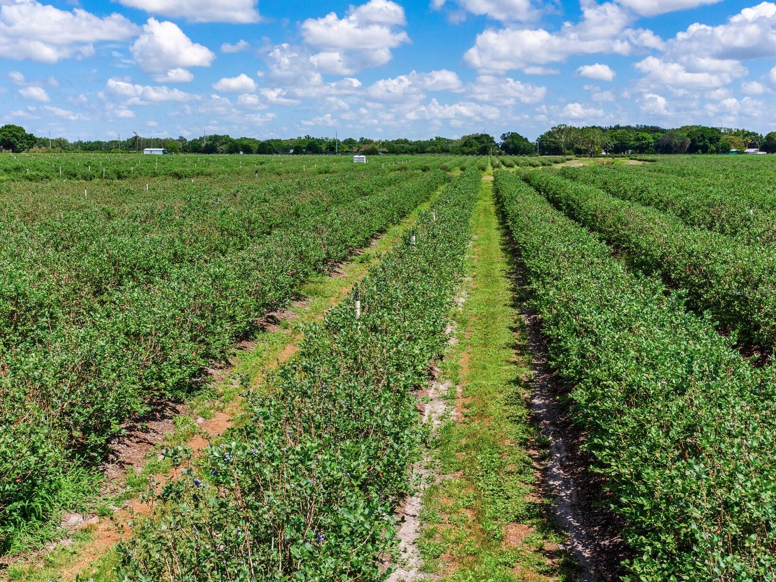 3674 E STATE ROAD 64, ZOLFO SPRINGS, FL, 33890