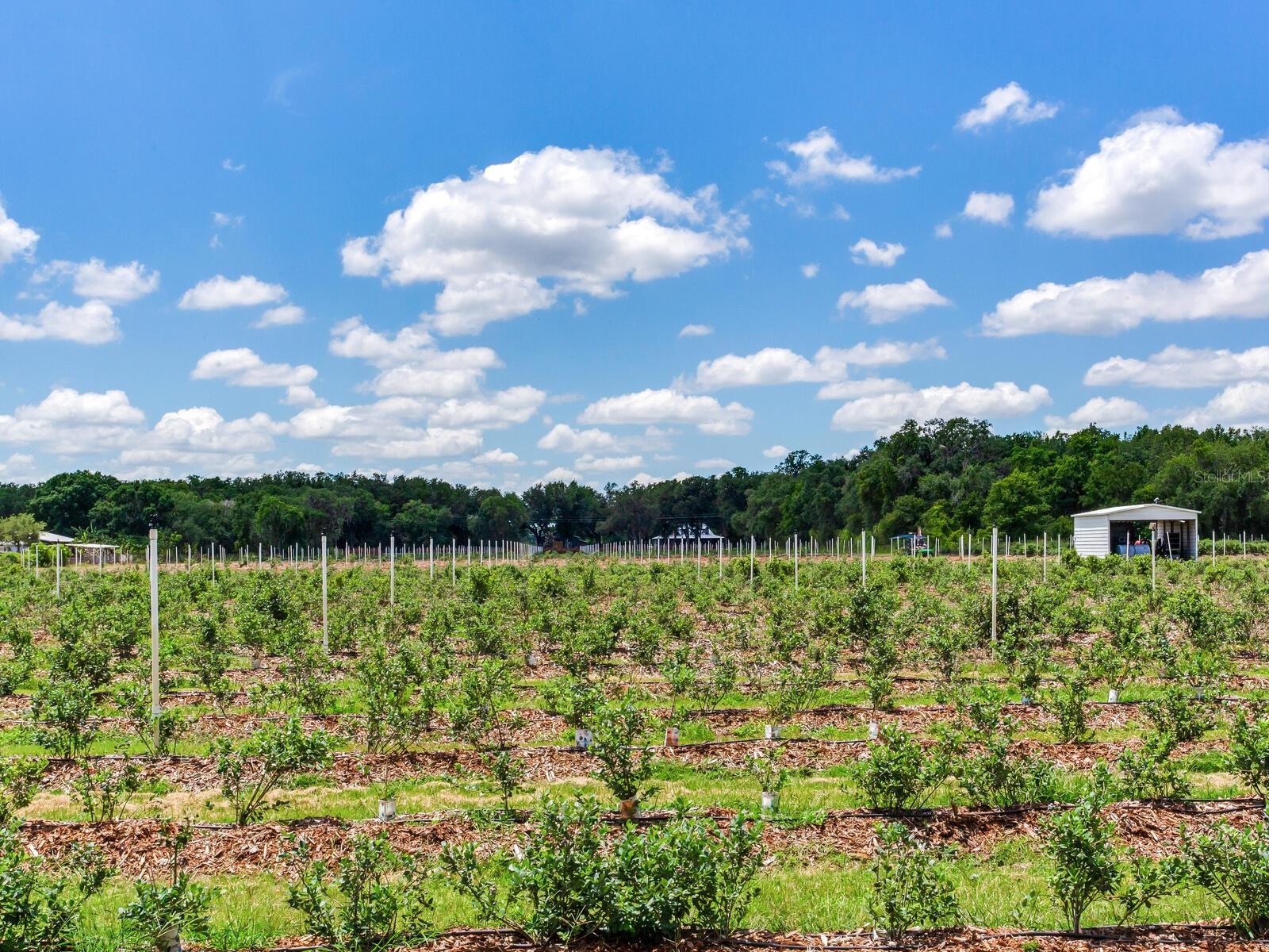 3674 E STATE ROAD 64, ZOLFO SPRINGS, FL, 33890