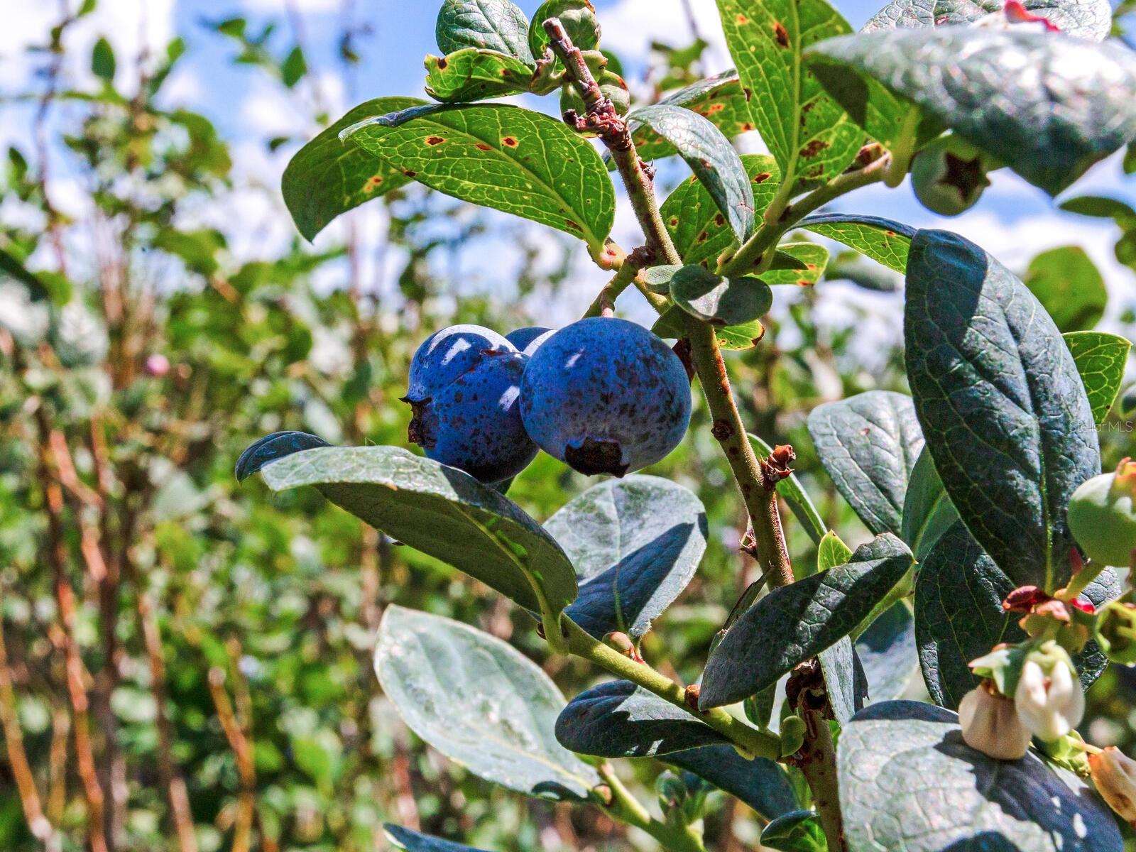 3674 E STATE ROAD 64, ZOLFO SPRINGS, FL, 33890