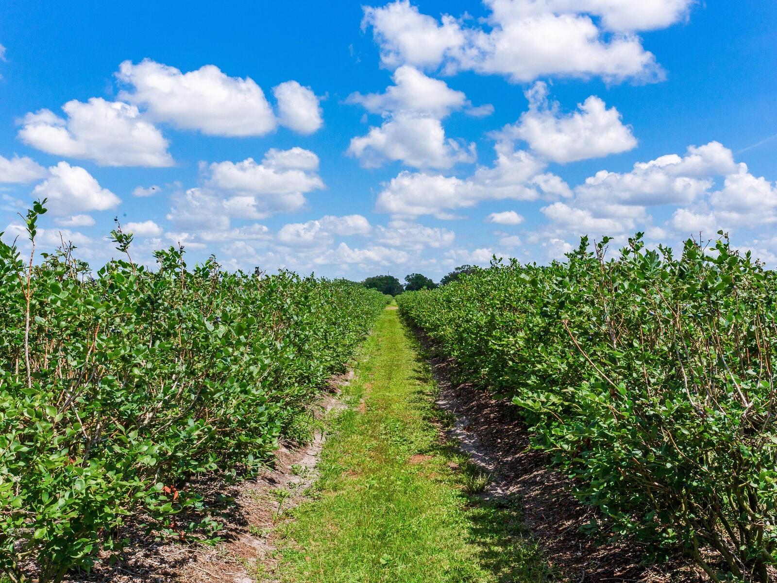 3674 E STATE ROAD 64, ZOLFO SPRINGS, FL, 33890