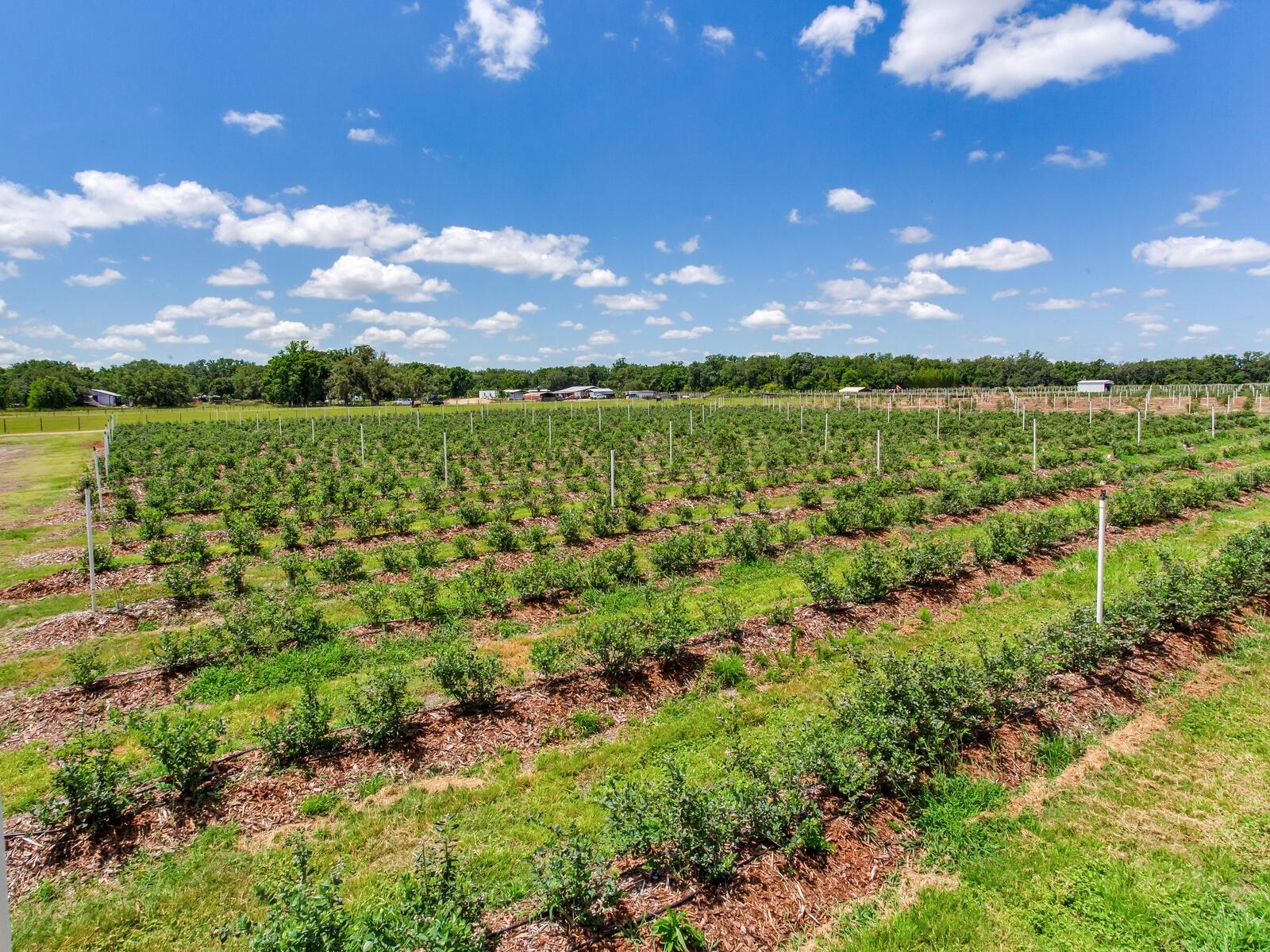 3674 E STATE ROAD 64, ZOLFO SPRINGS, FL, 33890