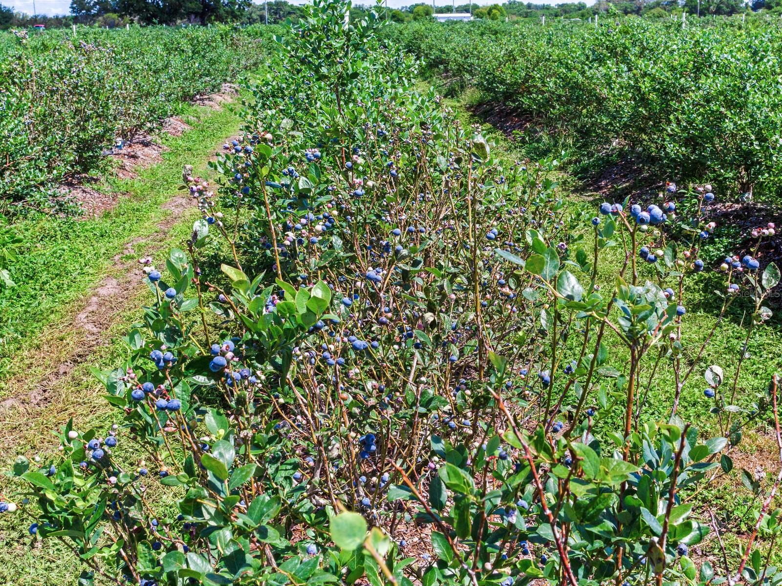 3674 E STATE ROAD 64, ZOLFO SPRINGS, FL, 33890