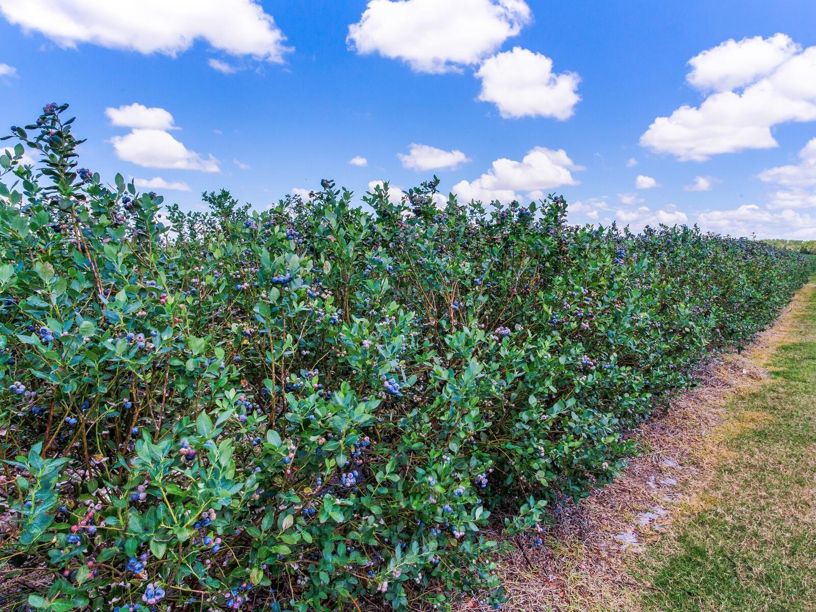 3674 E STATE ROAD 64, ZOLFO SPRINGS, FL, 33890