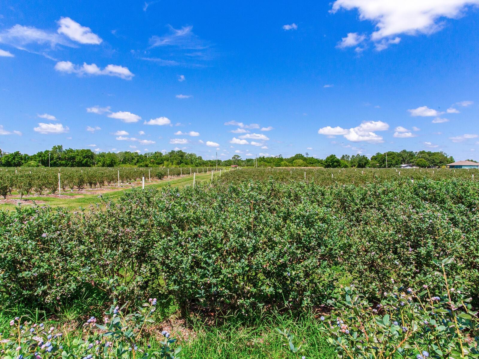 3674 E STATE ROAD 64, ZOLFO SPRINGS, FL, 33890