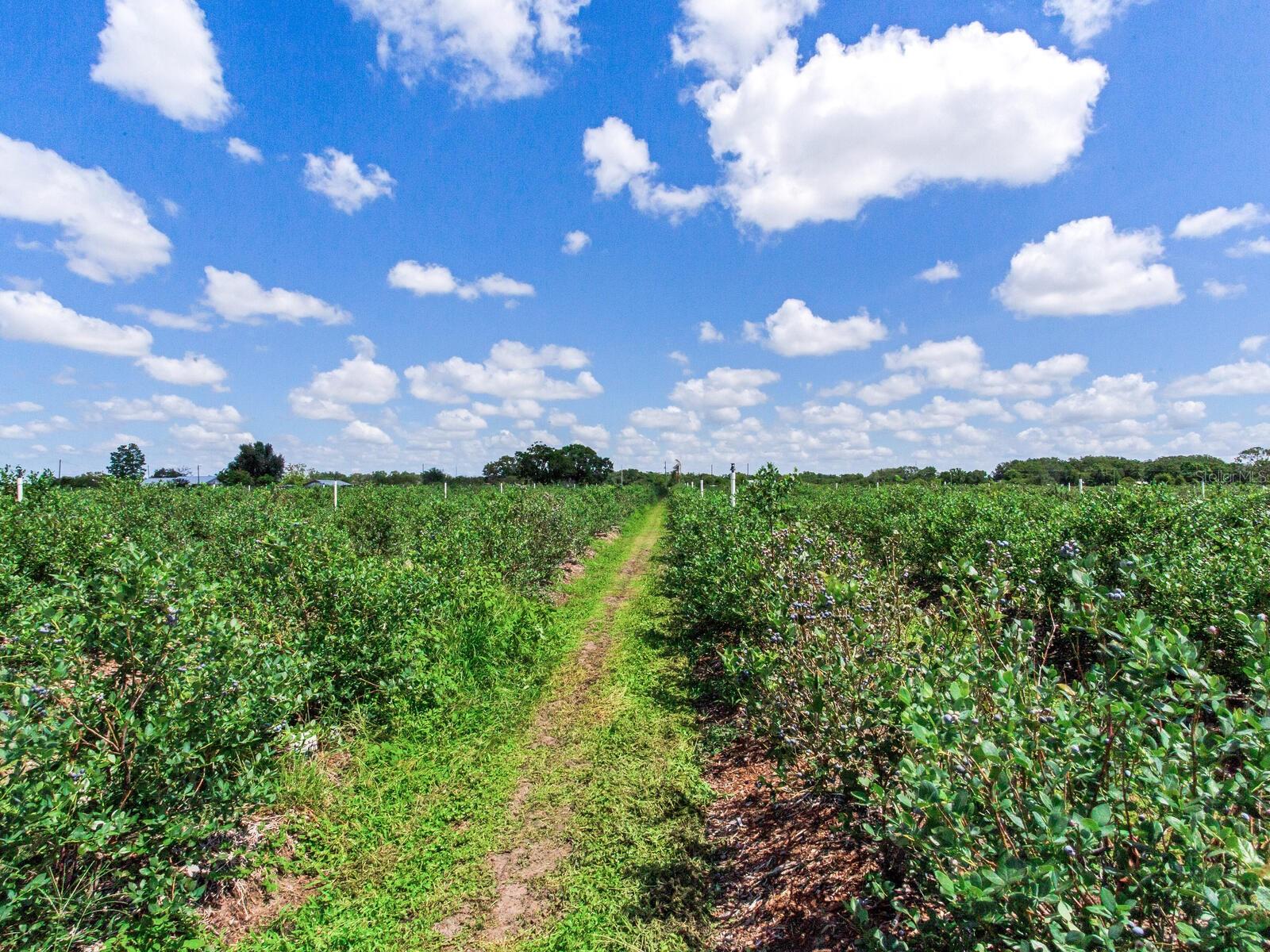 3674 E STATE ROAD 64, ZOLFO SPRINGS, FL, 33890