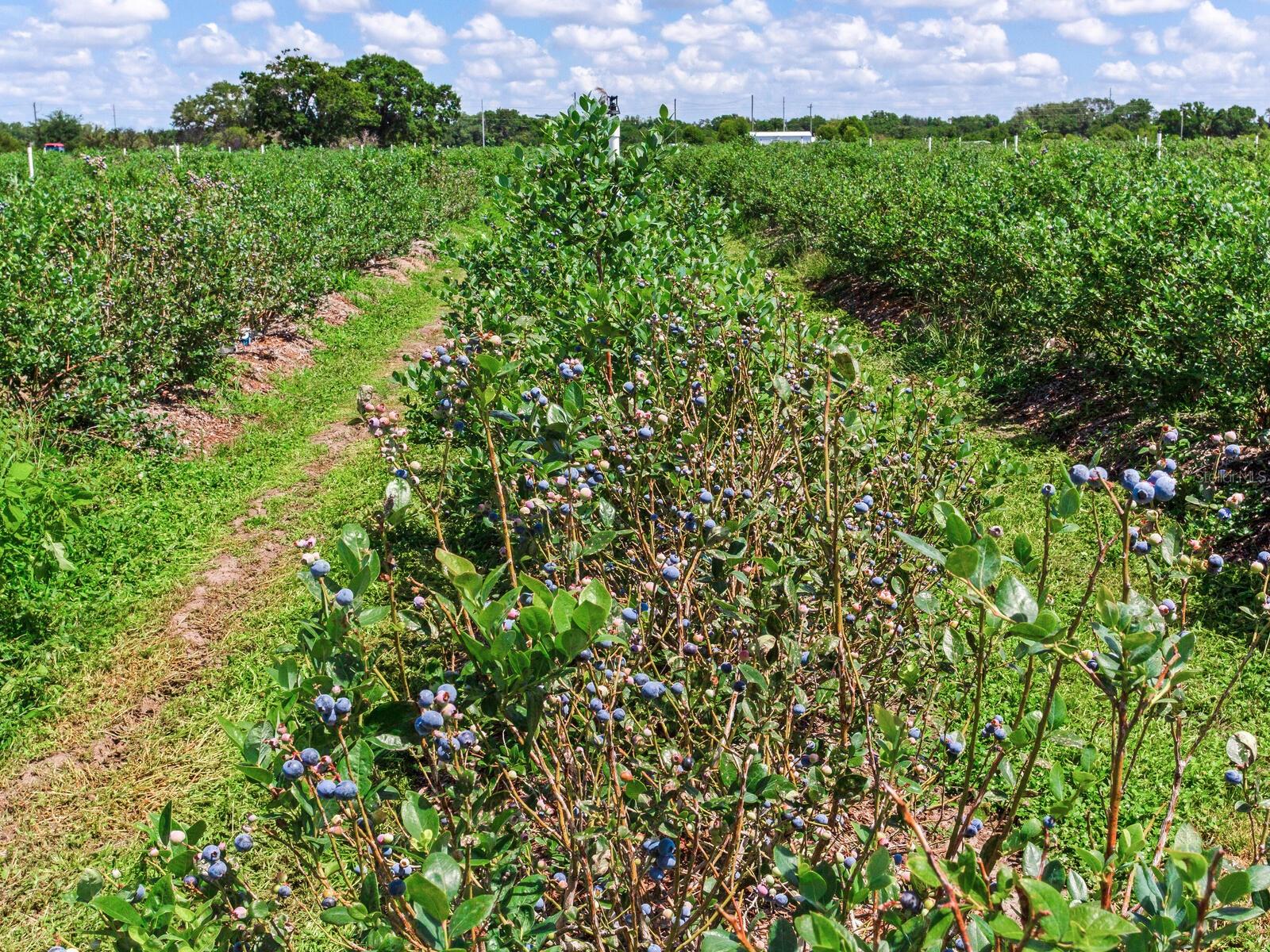 3674 E STATE ROAD 64, ZOLFO SPRINGS, FL, 33890