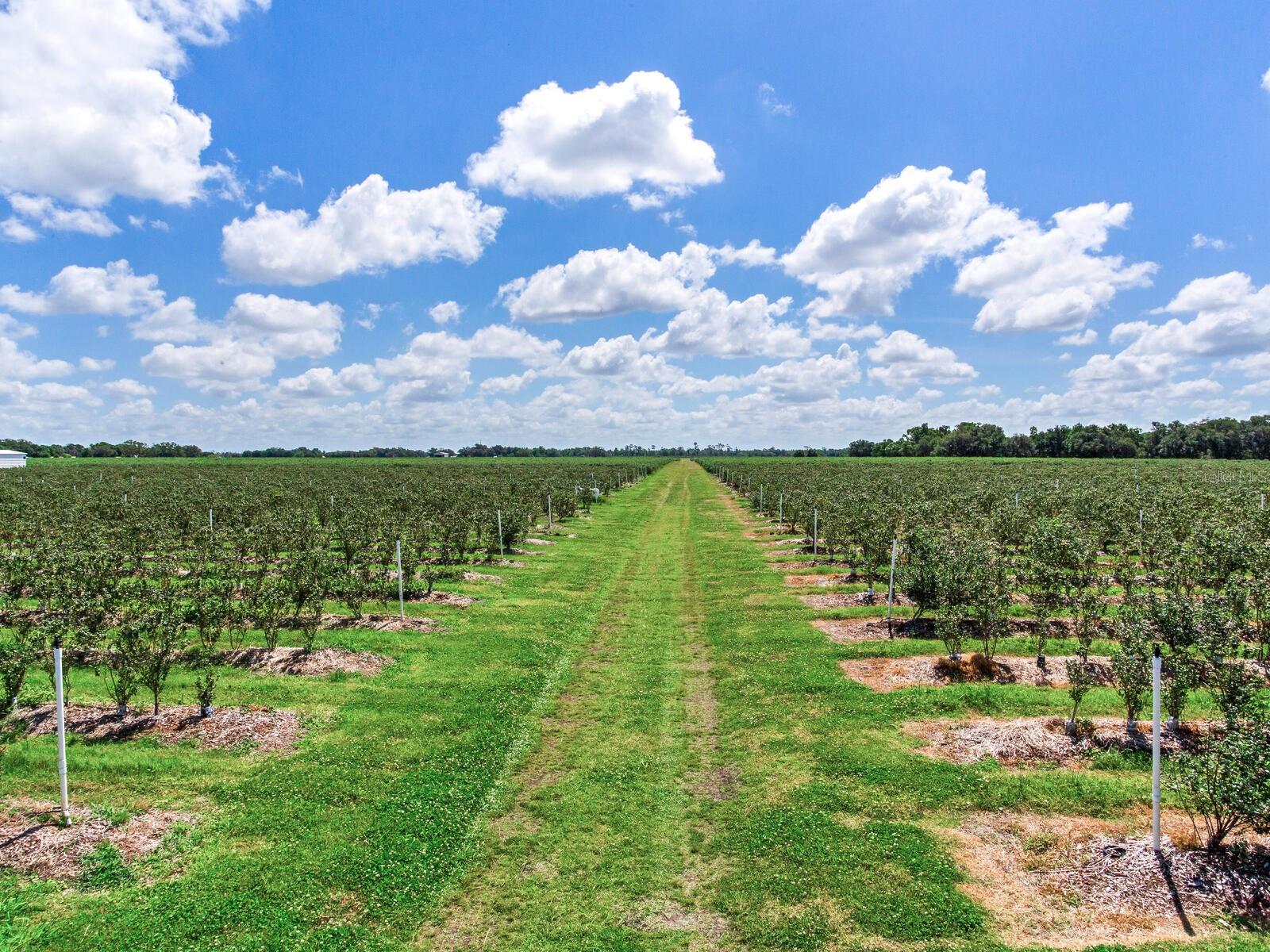 3674 E STATE ROAD 64, ZOLFO SPRINGS, FL, 33890