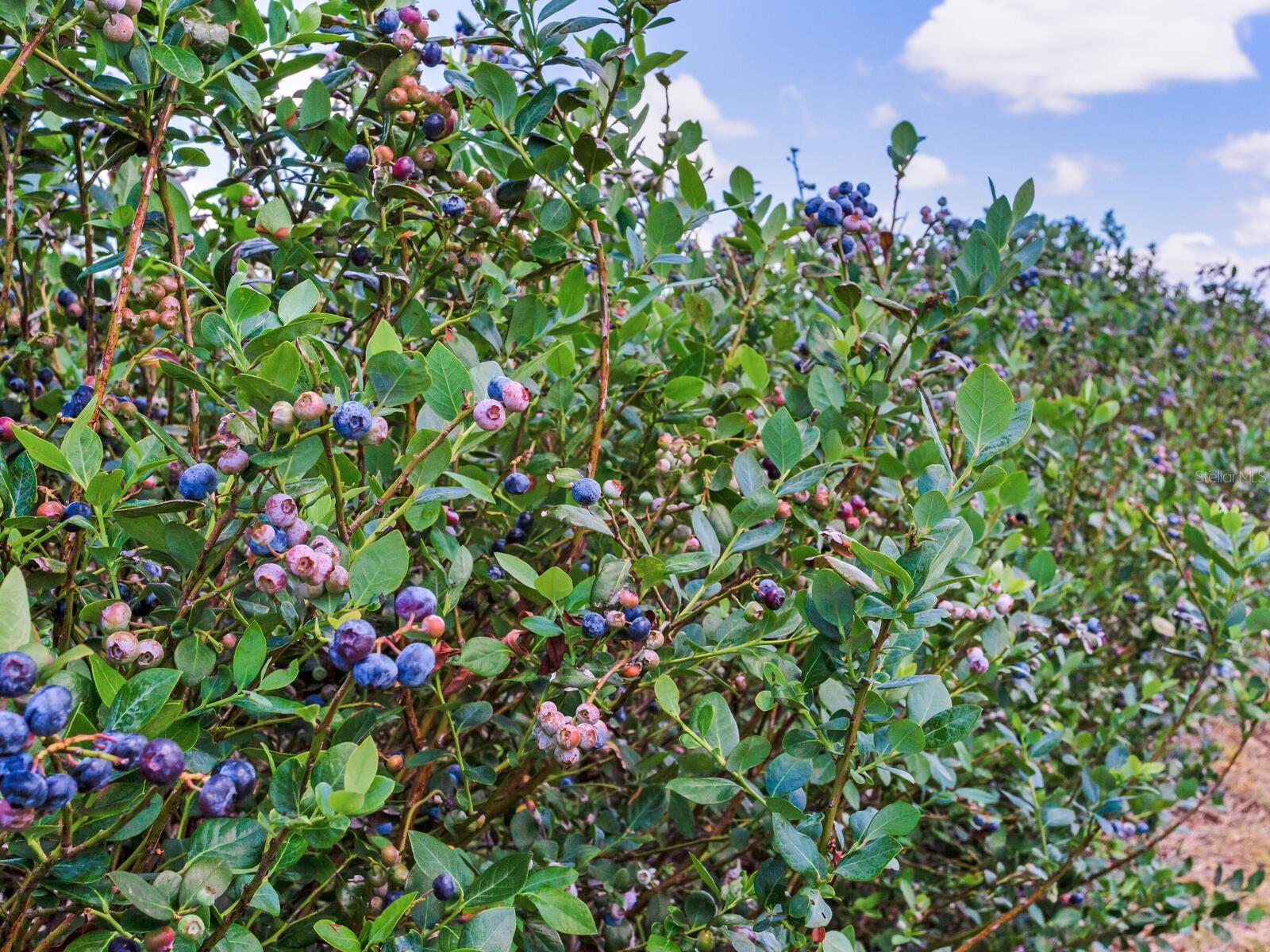 3674 E STATE ROAD 64, ZOLFO SPRINGS, FL, 33890