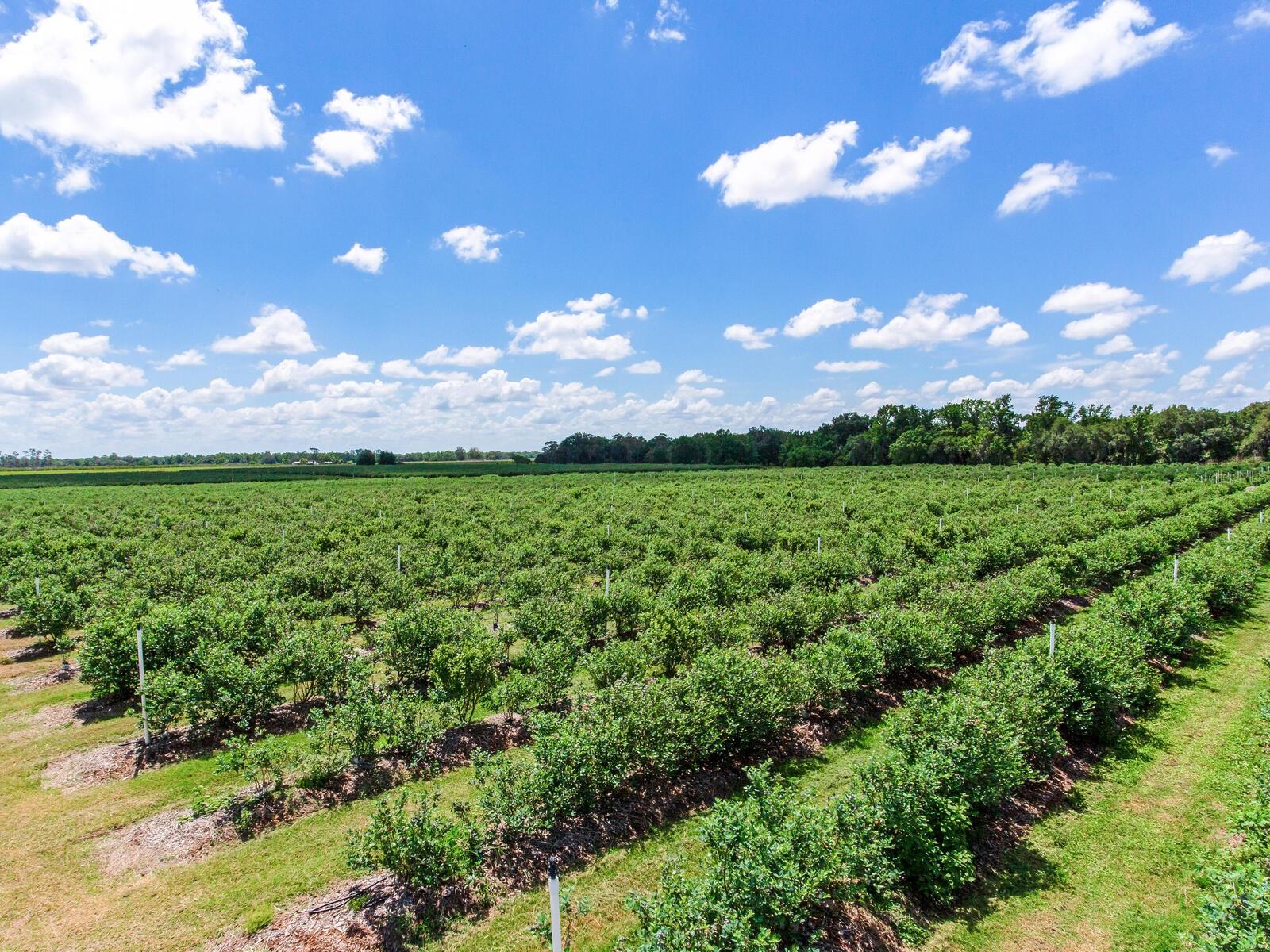 3674 E STATE ROAD 64, ZOLFO SPRINGS, FL, 33890