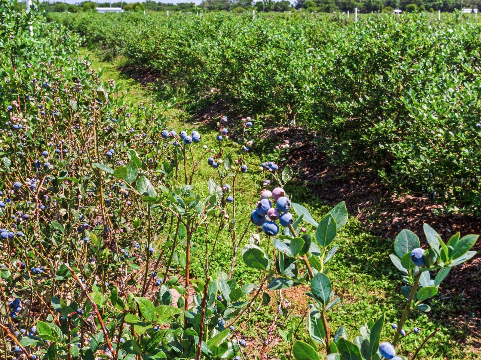 3674 E STATE ROAD 64, ZOLFO SPRINGS, FL, 33890