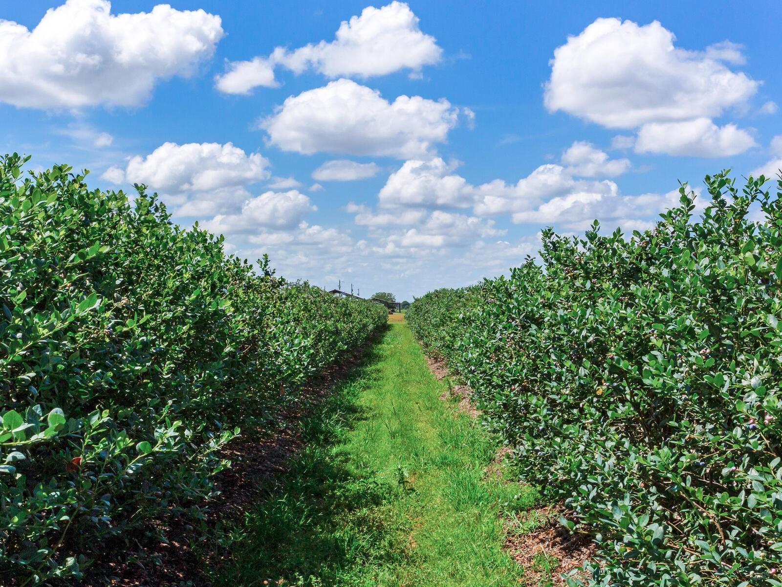 3674 E STATE ROAD 64, ZOLFO SPRINGS, FL, 33890