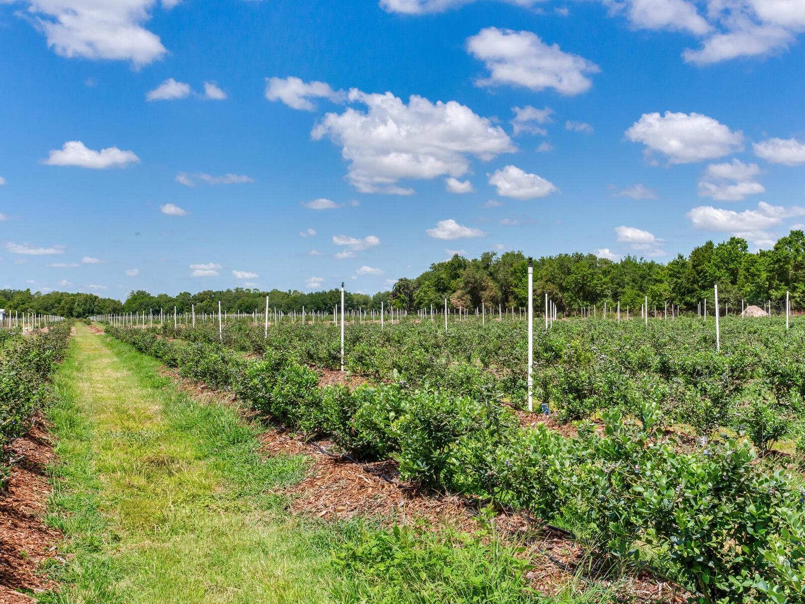 3674 E STATE ROAD 64, ZOLFO SPRINGS, FL, 33890