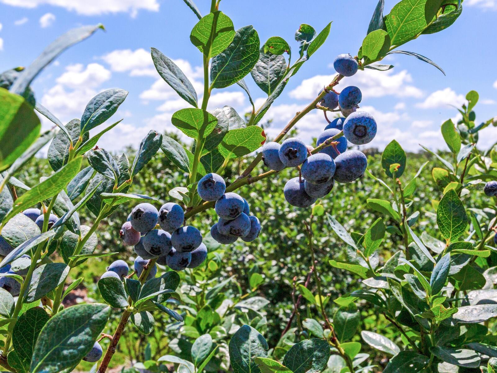 3674 E STATE ROAD 64, ZOLFO SPRINGS, FL, 33890