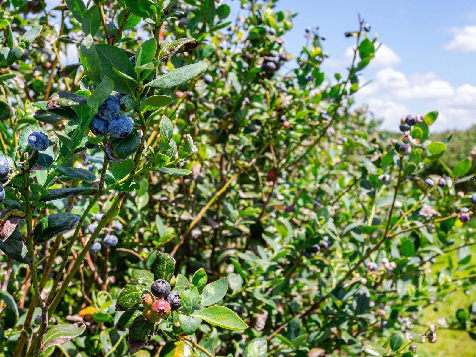 3674 E STATE ROAD 64, ZOLFO SPRINGS, FL, 33890