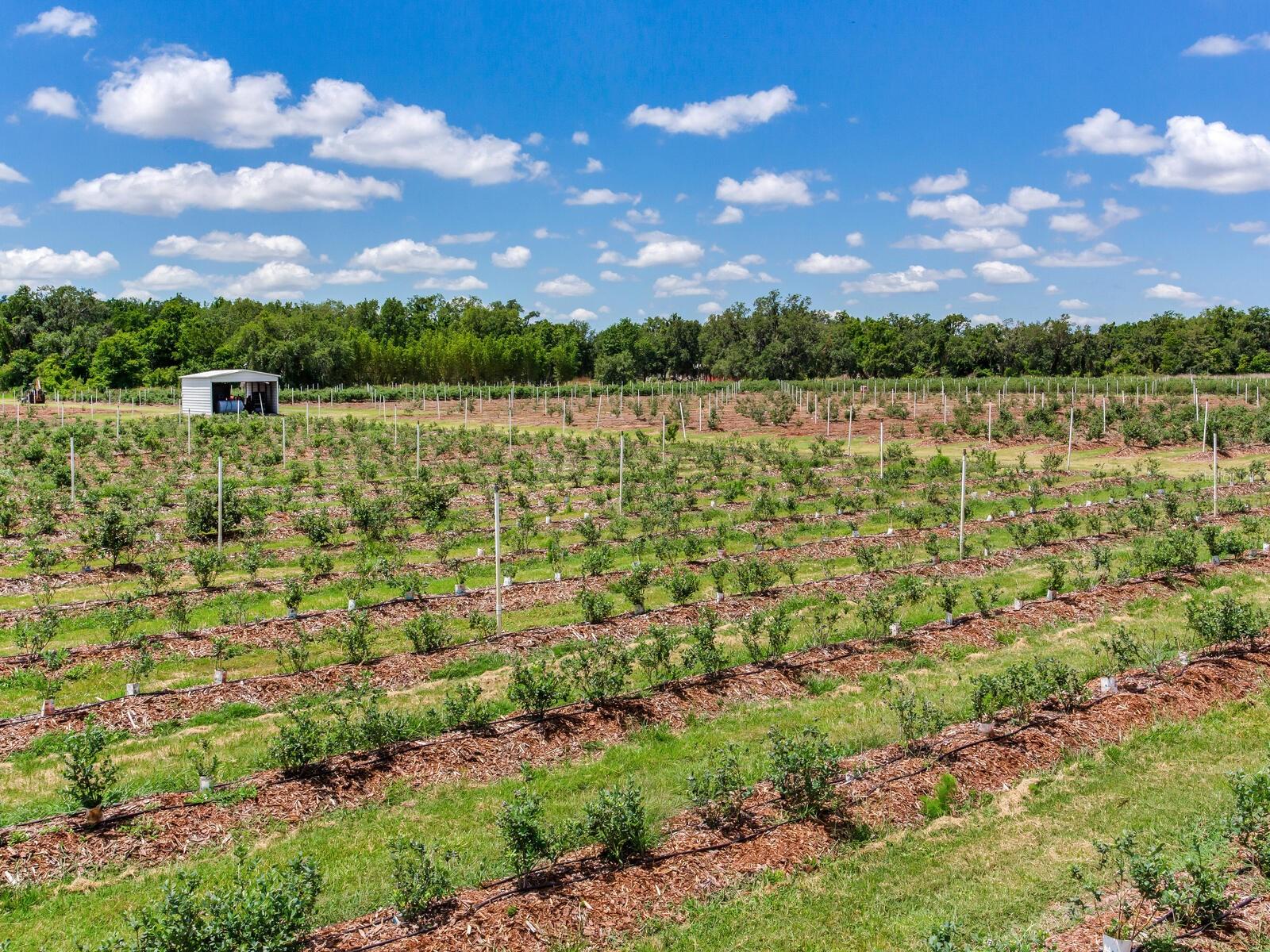 3674 E STATE ROAD 64, ZOLFO SPRINGS, FL, 33890