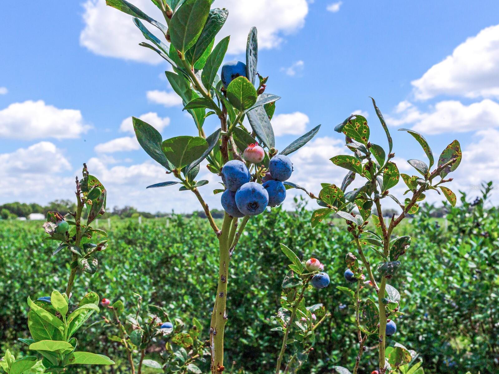 3674 E STATE ROAD 64, ZOLFO SPRINGS, FL, 33890