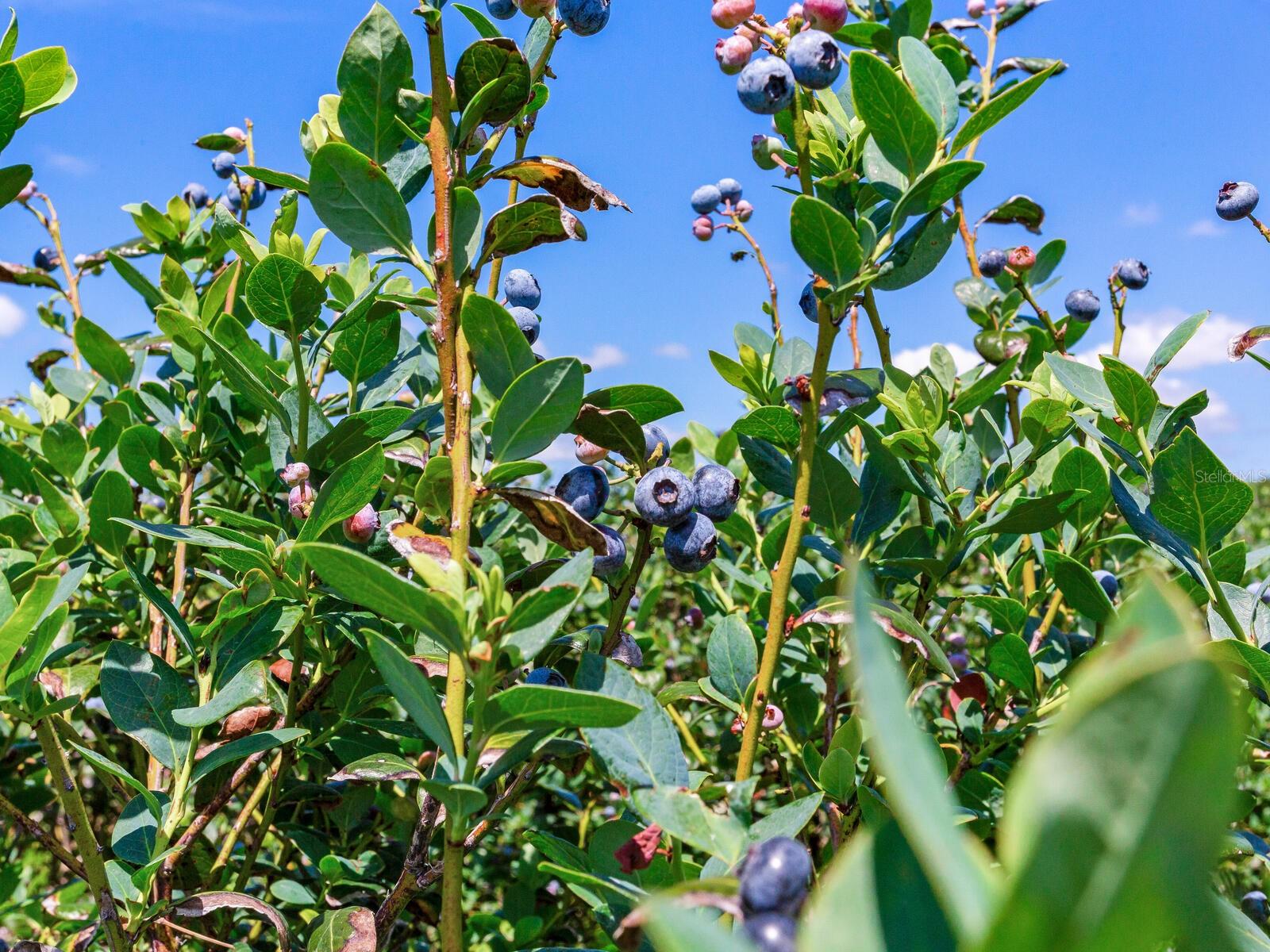 3674 E STATE ROAD 64, ZOLFO SPRINGS, FL, 33890