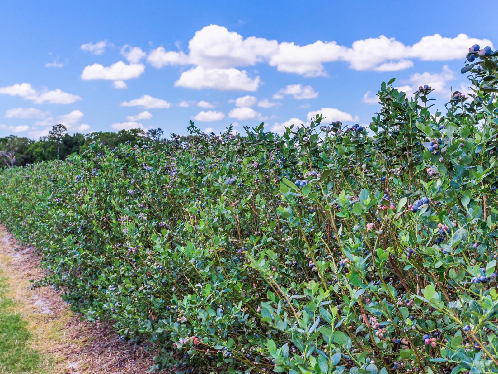 3674 E STATE ROAD 64, ZOLFO SPRINGS, FL, 33890