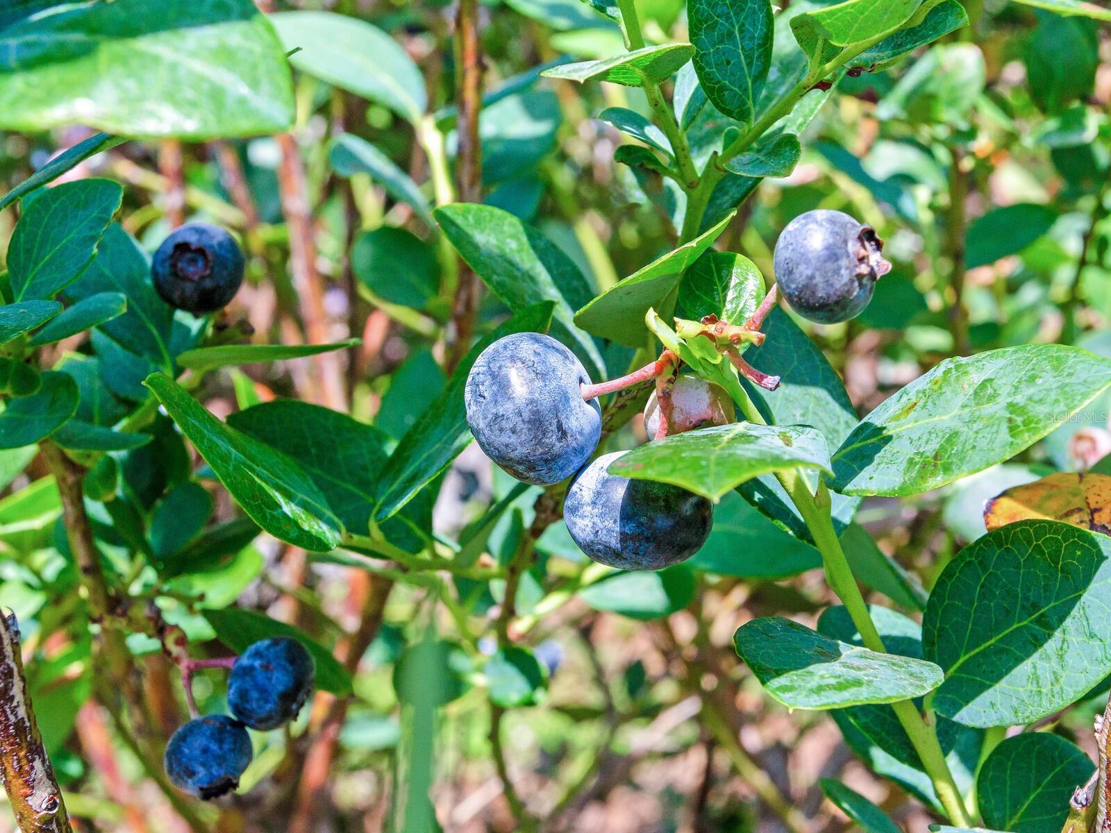 3674 E STATE ROAD 64, ZOLFO SPRINGS, FL, 33890