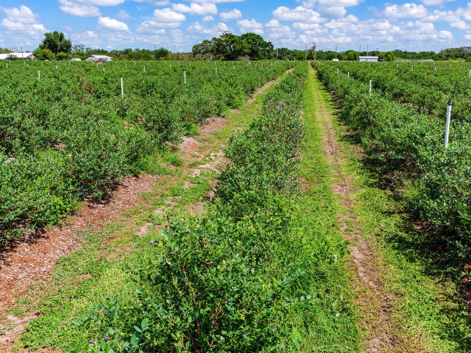 3674 E STATE ROAD 64, ZOLFO SPRINGS, FL, 33890