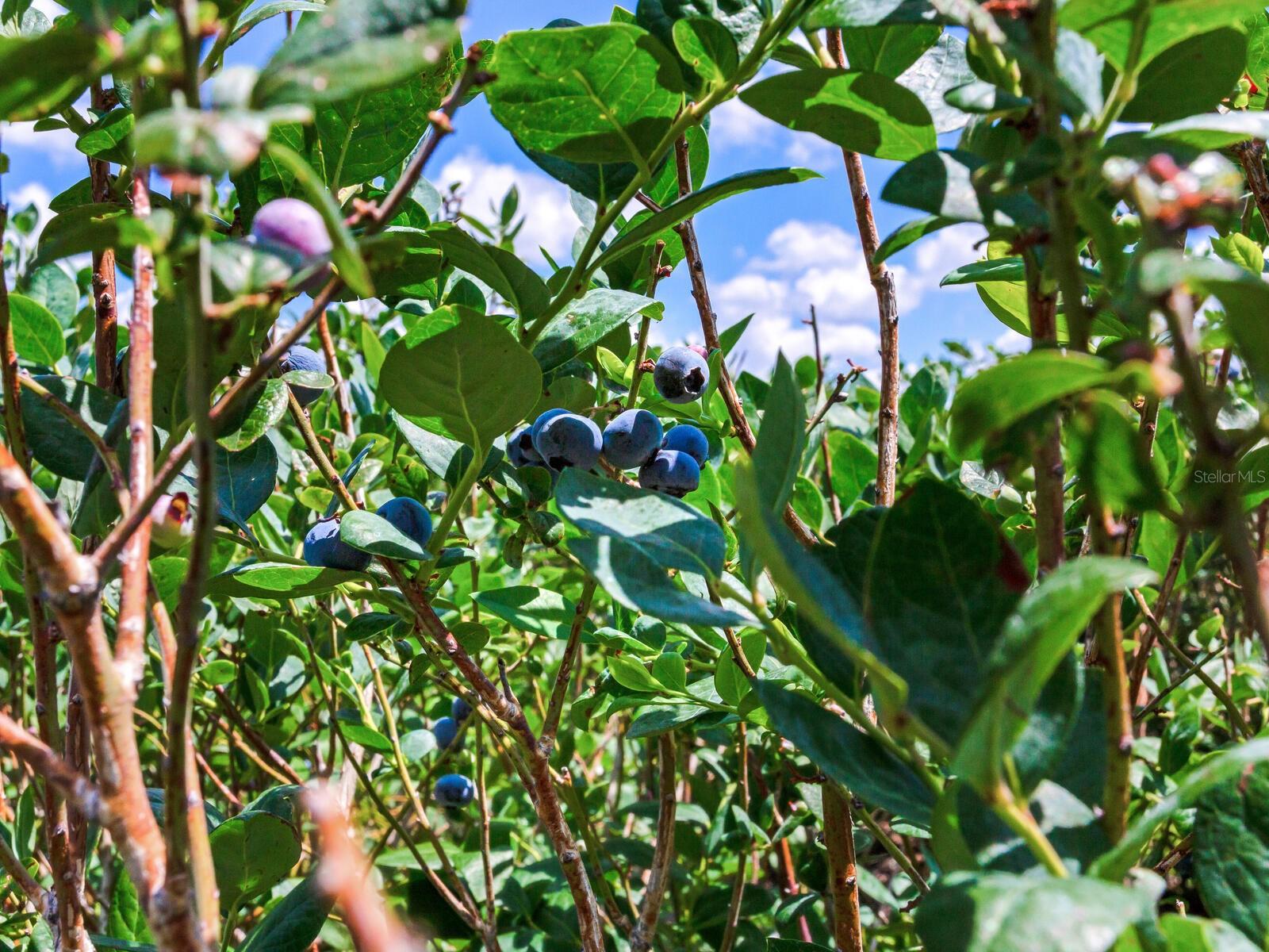 3674 E STATE ROAD 64, ZOLFO SPRINGS, FL, 33890