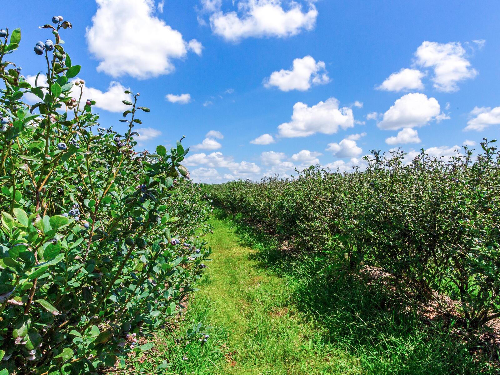 3674 E STATE ROAD 64, ZOLFO SPRINGS, FL, 33890