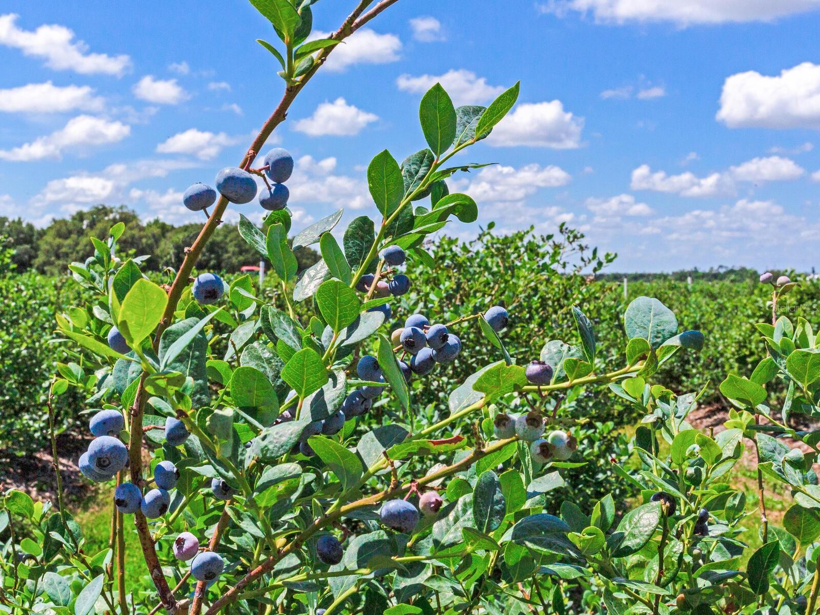 3674 E STATE ROAD 64, ZOLFO SPRINGS, FL, 33890