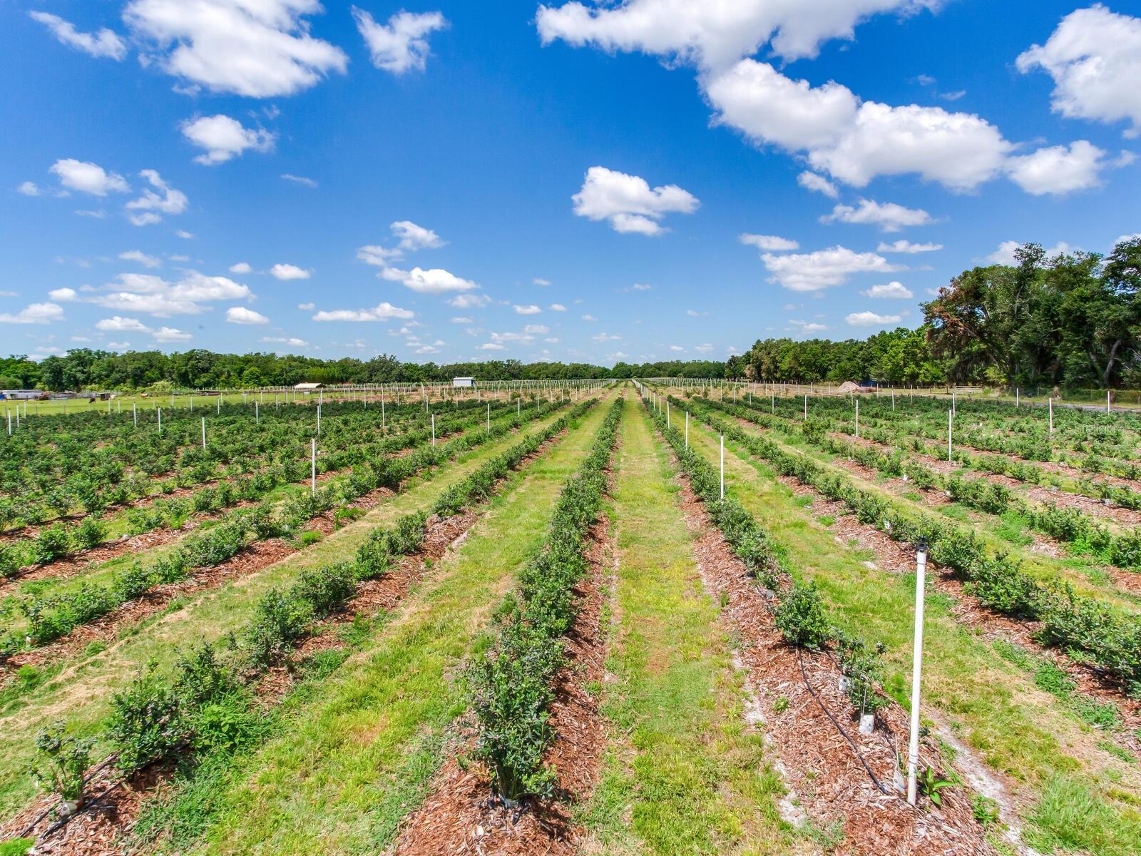 3674 E STATE ROAD 64, ZOLFO SPRINGS, FL, 33890