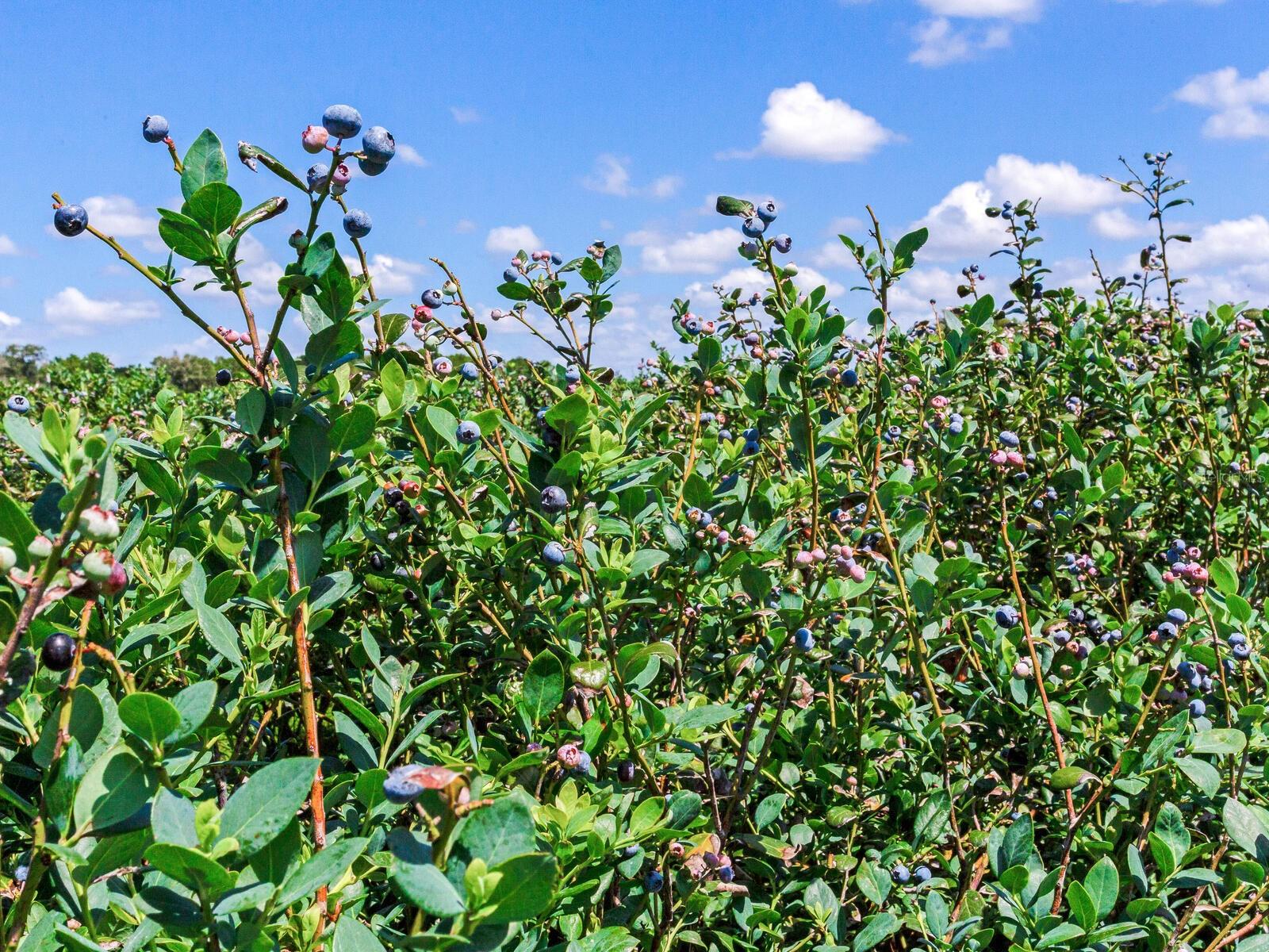 3674 E STATE ROAD 64, ZOLFO SPRINGS, FL, 33890