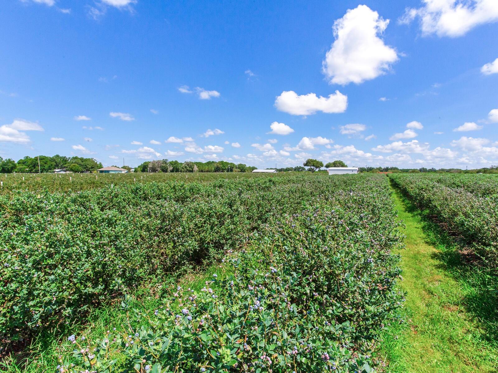 3674 E STATE ROAD 64, ZOLFO SPRINGS, FL, 33890