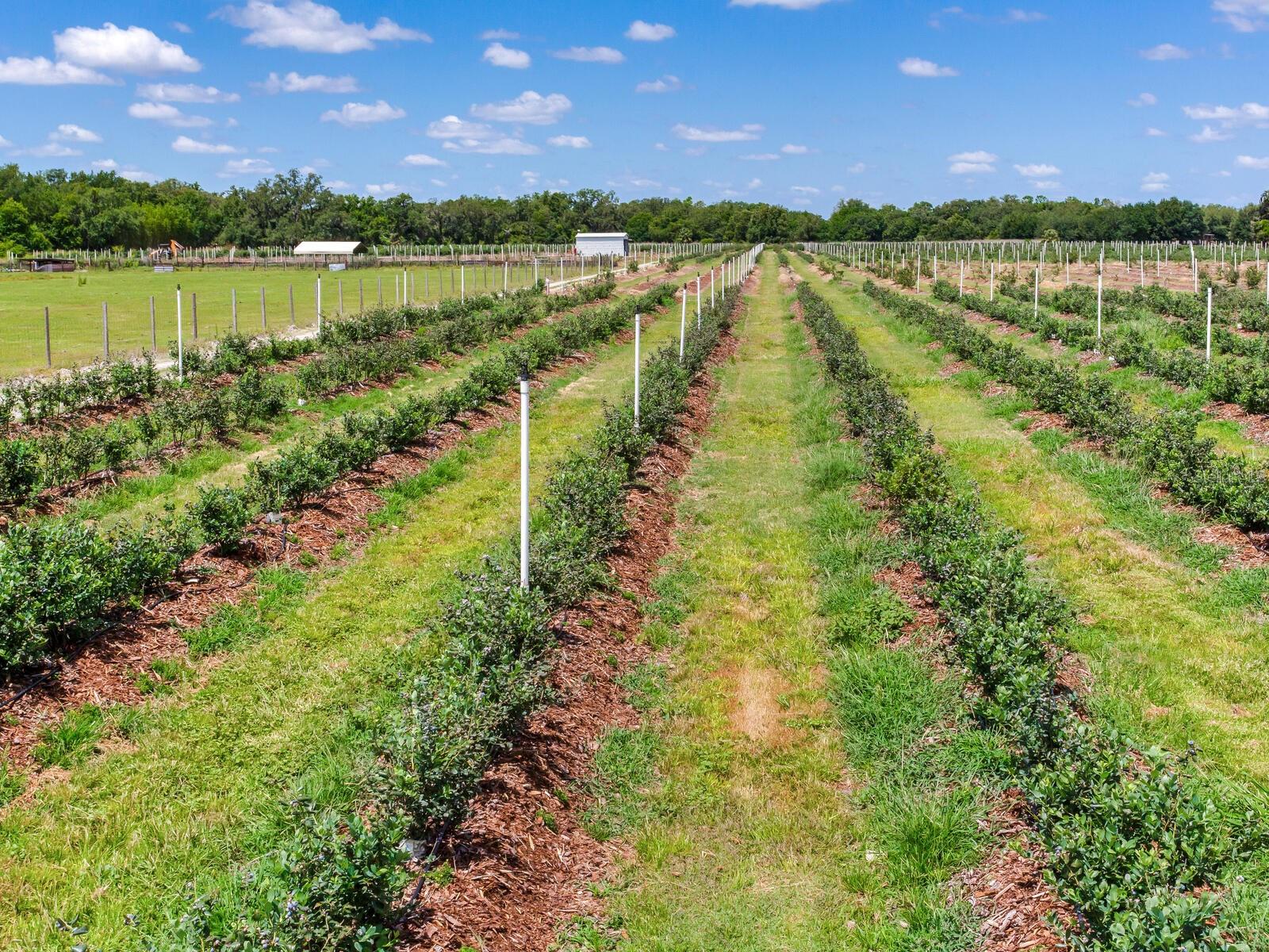 3674 E STATE ROAD 64, ZOLFO SPRINGS, FL, 33890