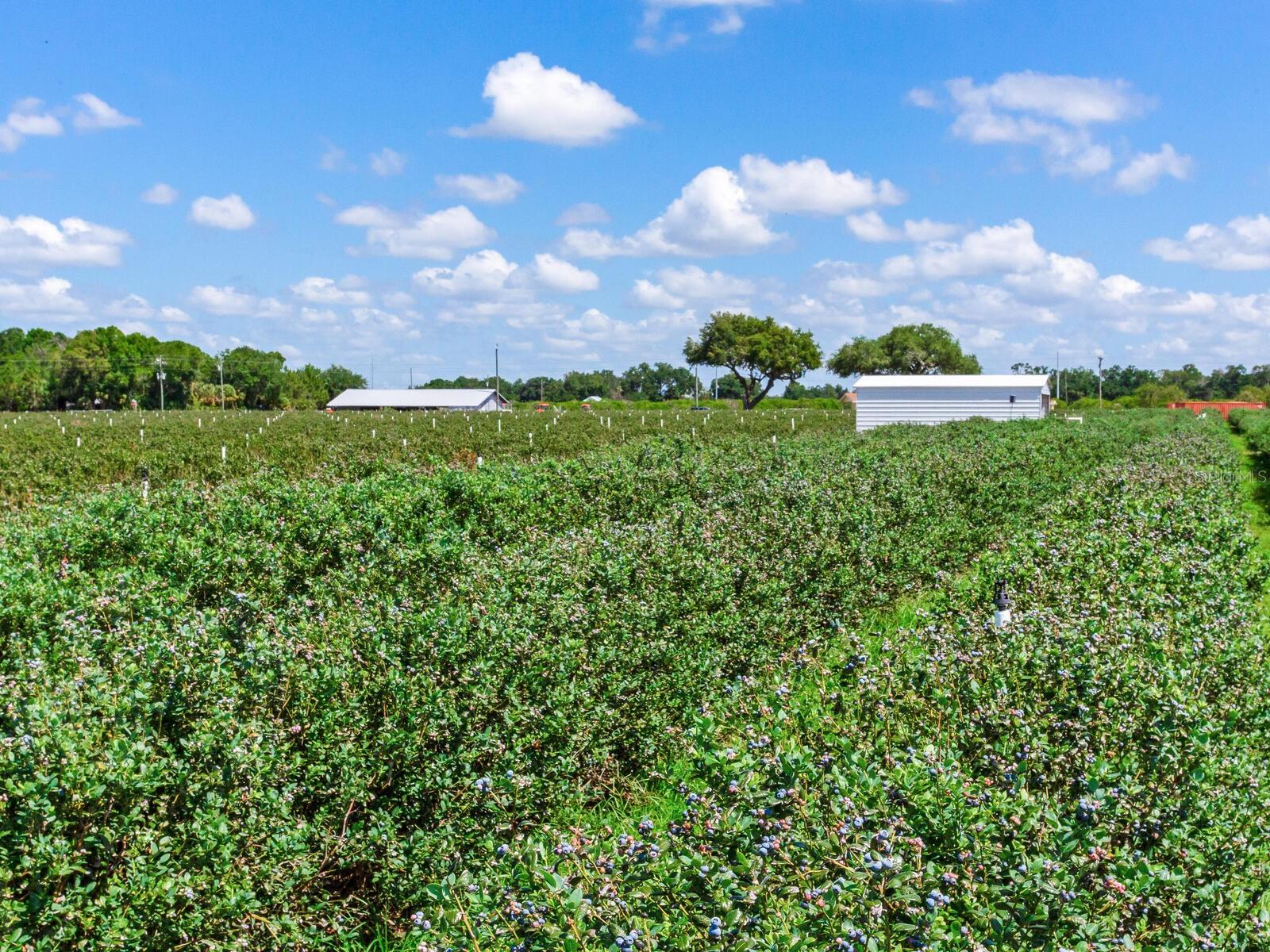 3674 E STATE ROAD 64, ZOLFO SPRINGS, FL, 33890