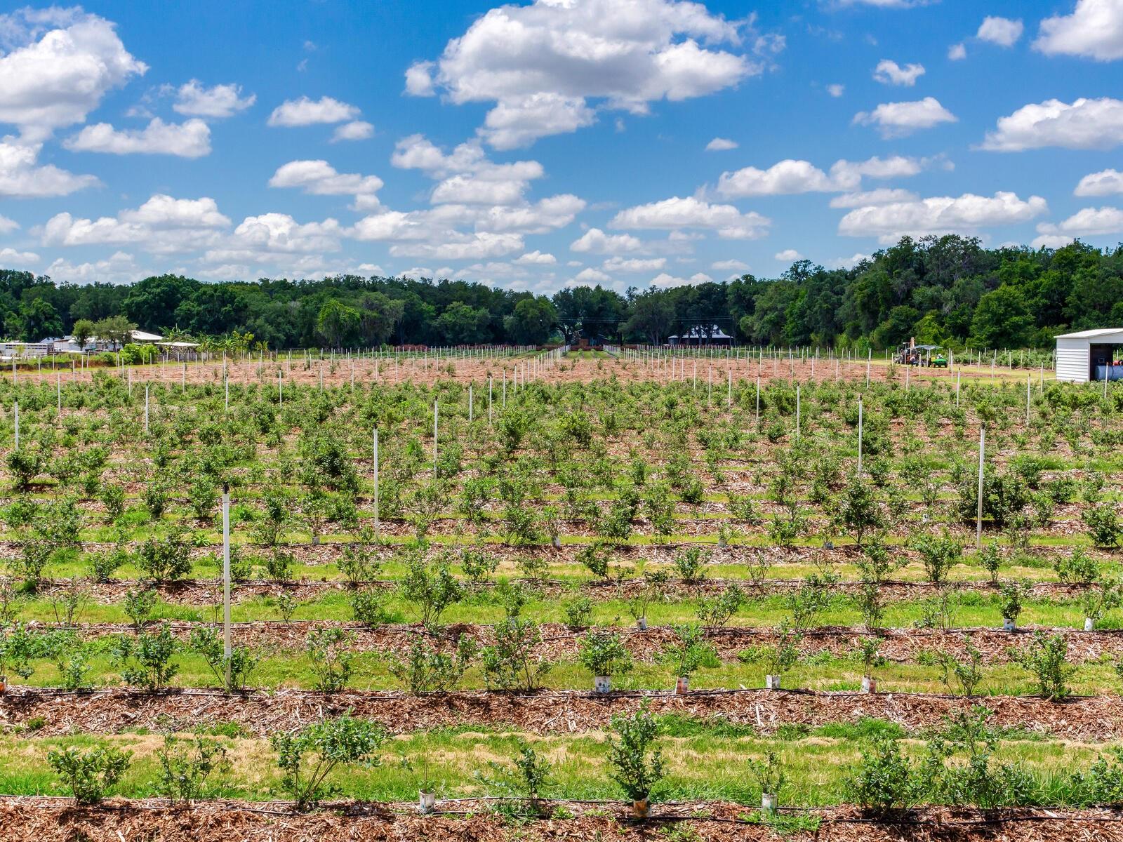 3674 E STATE ROAD 64, ZOLFO SPRINGS, FL, 33890