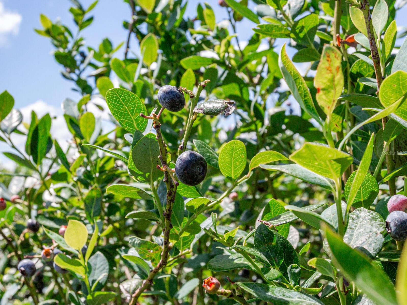 3674 E STATE ROAD 64, ZOLFO SPRINGS, FL, 33890