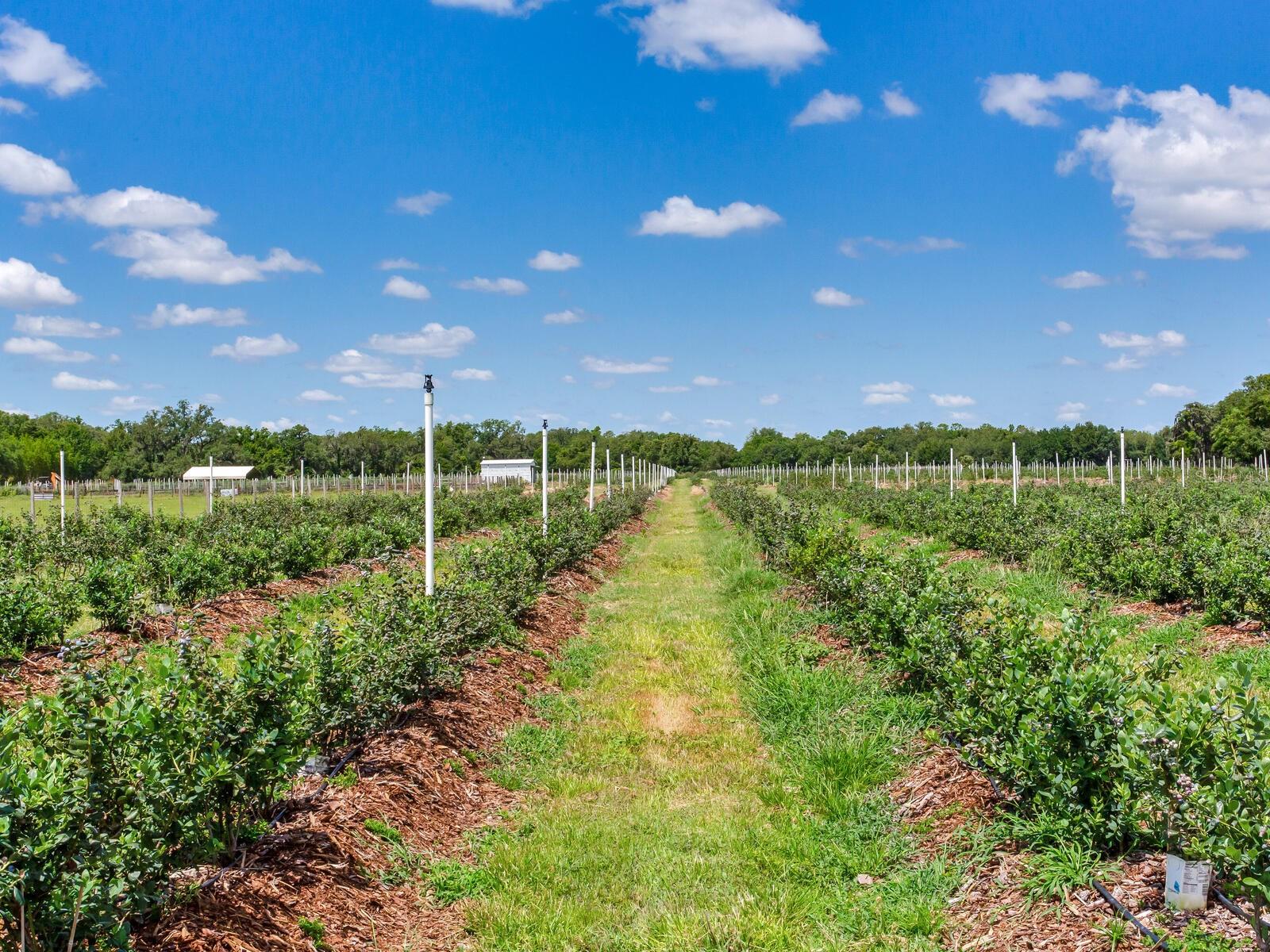 3674 E STATE ROAD 64, ZOLFO SPRINGS, FL, 33890