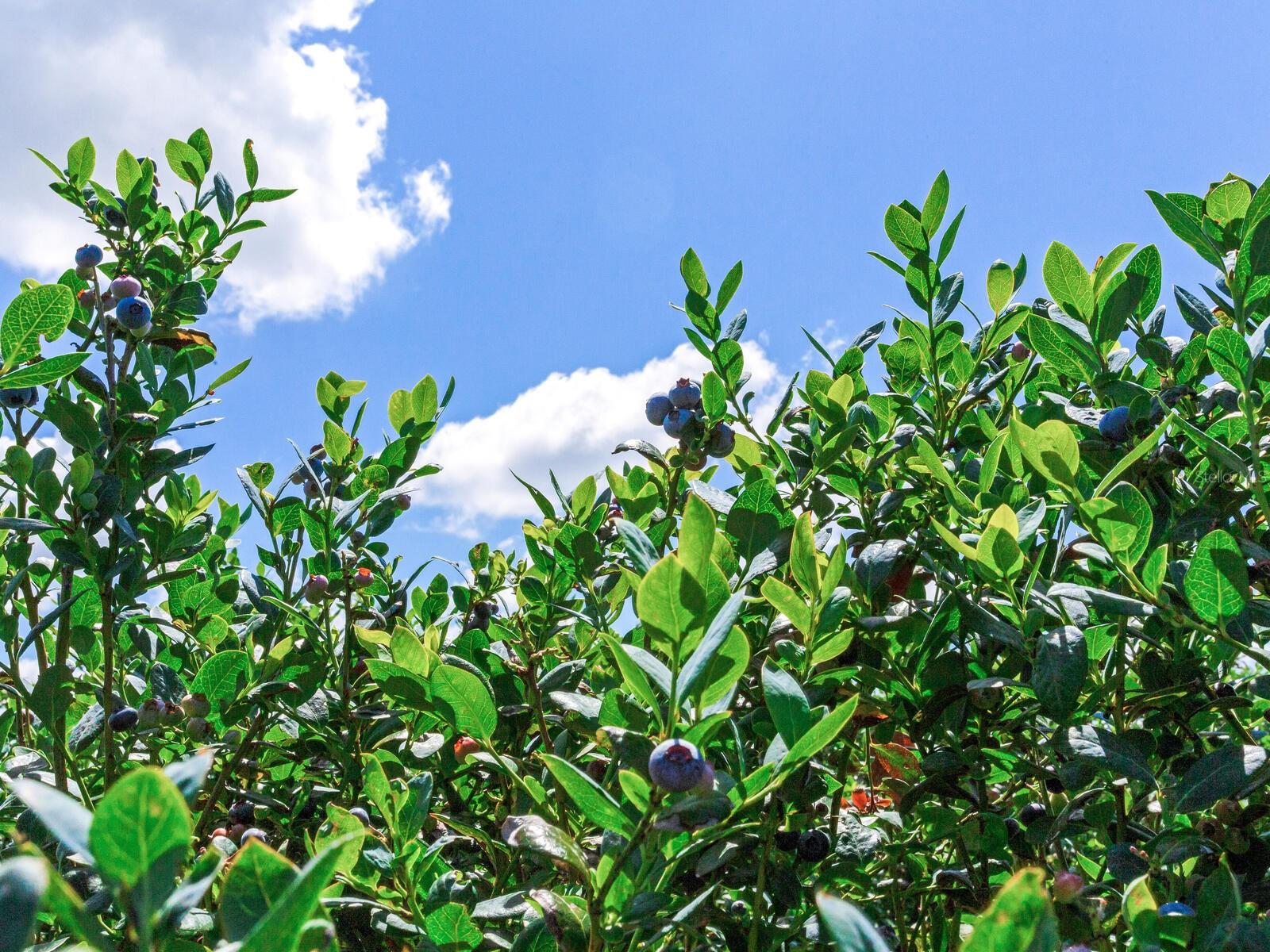 3674 E STATE ROAD 64, ZOLFO SPRINGS, FL, 33890