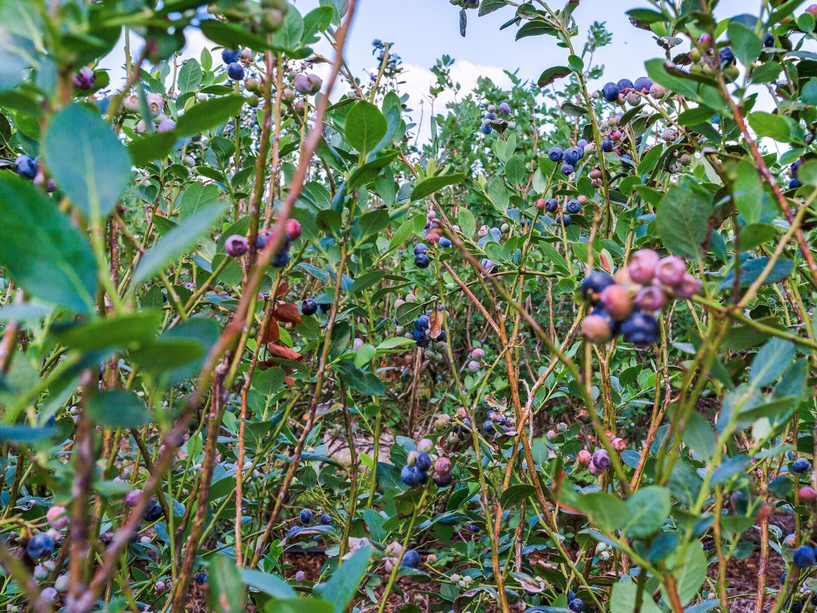 3674 E STATE ROAD 64, ZOLFO SPRINGS, FL, 33890