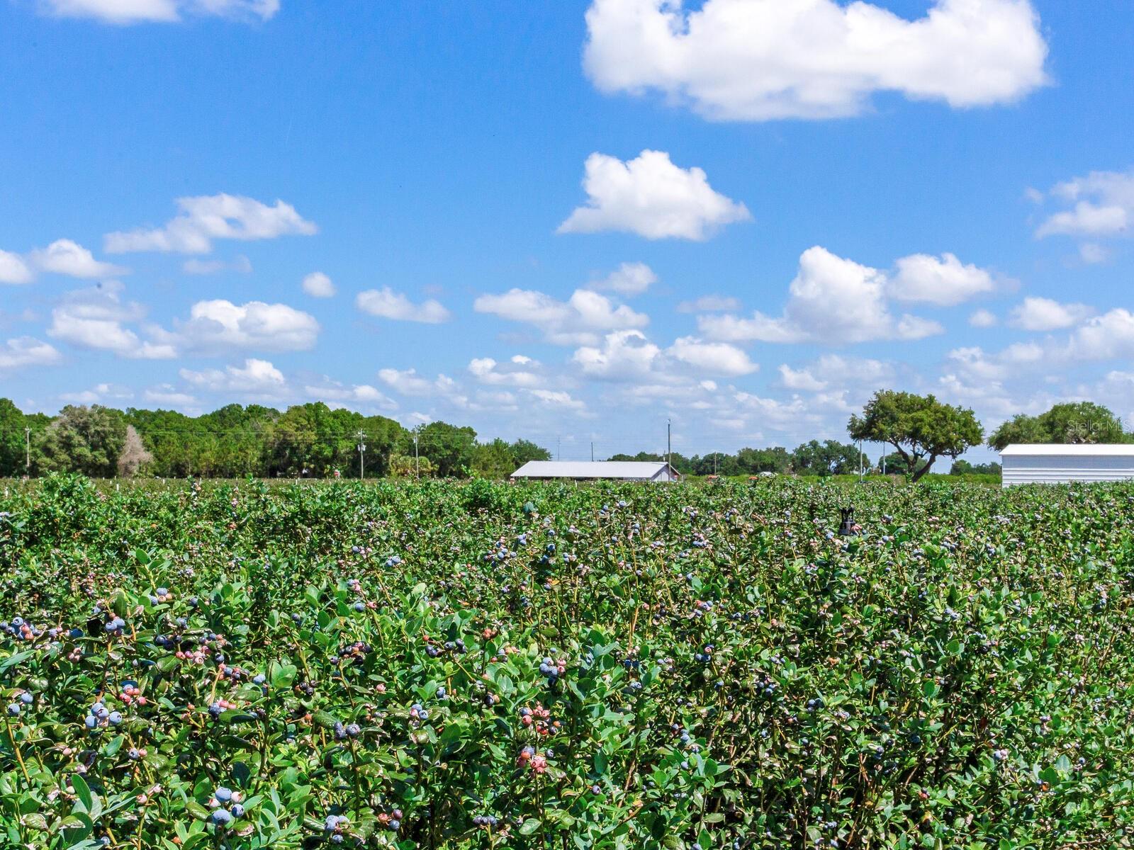 3674 E STATE ROAD 64, ZOLFO SPRINGS, FL, 33890