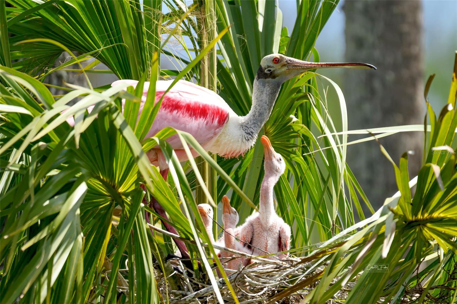 9505 COLONIAL DR, BRADENTON, FL, 34210