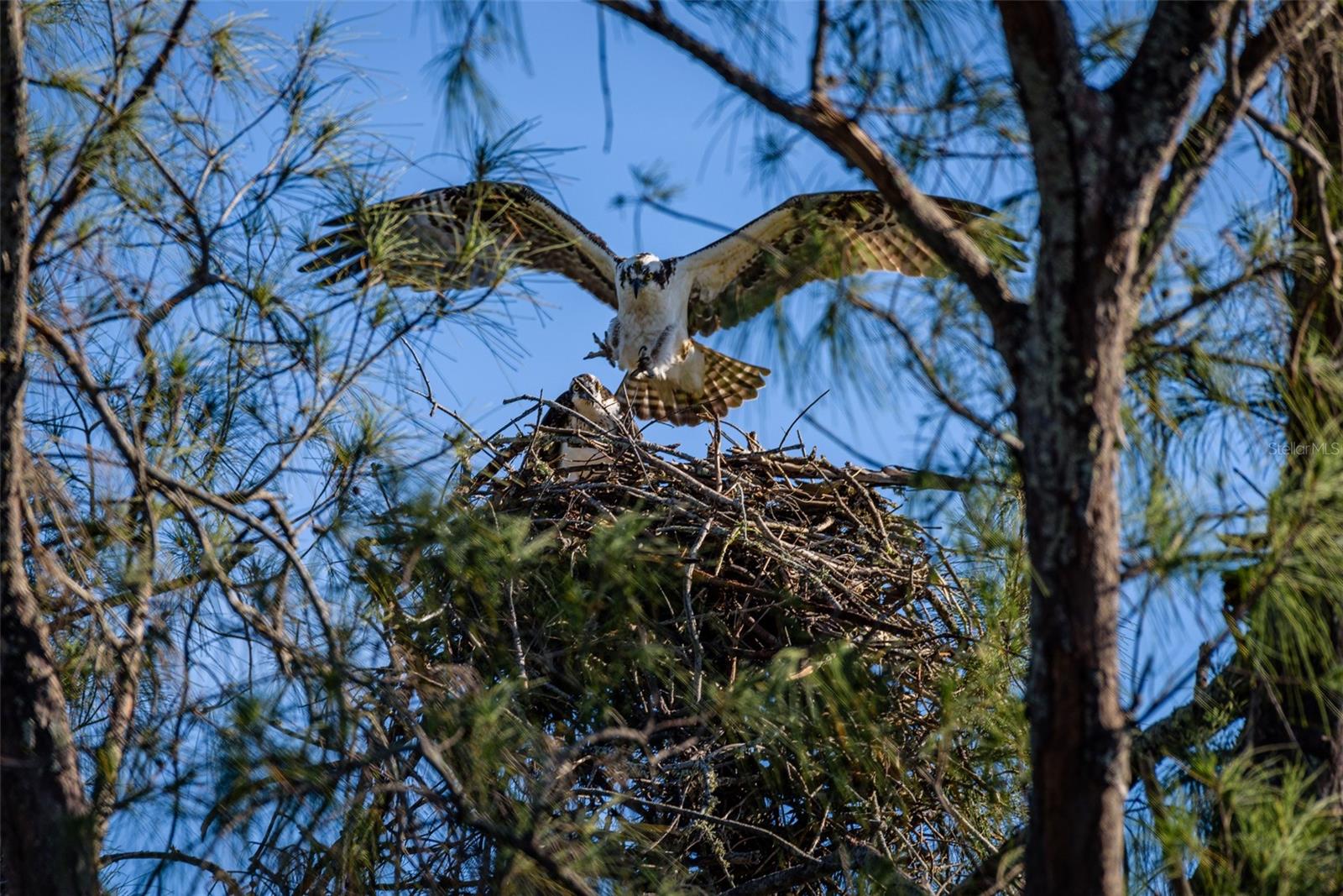 9505 COLONIAL DR, BRADENTON, FL, 34210