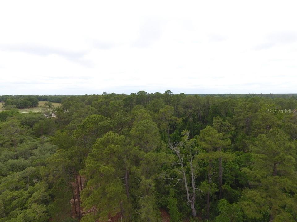 155 SNAKE HILL RD, POMONA PARK, FL, 32181